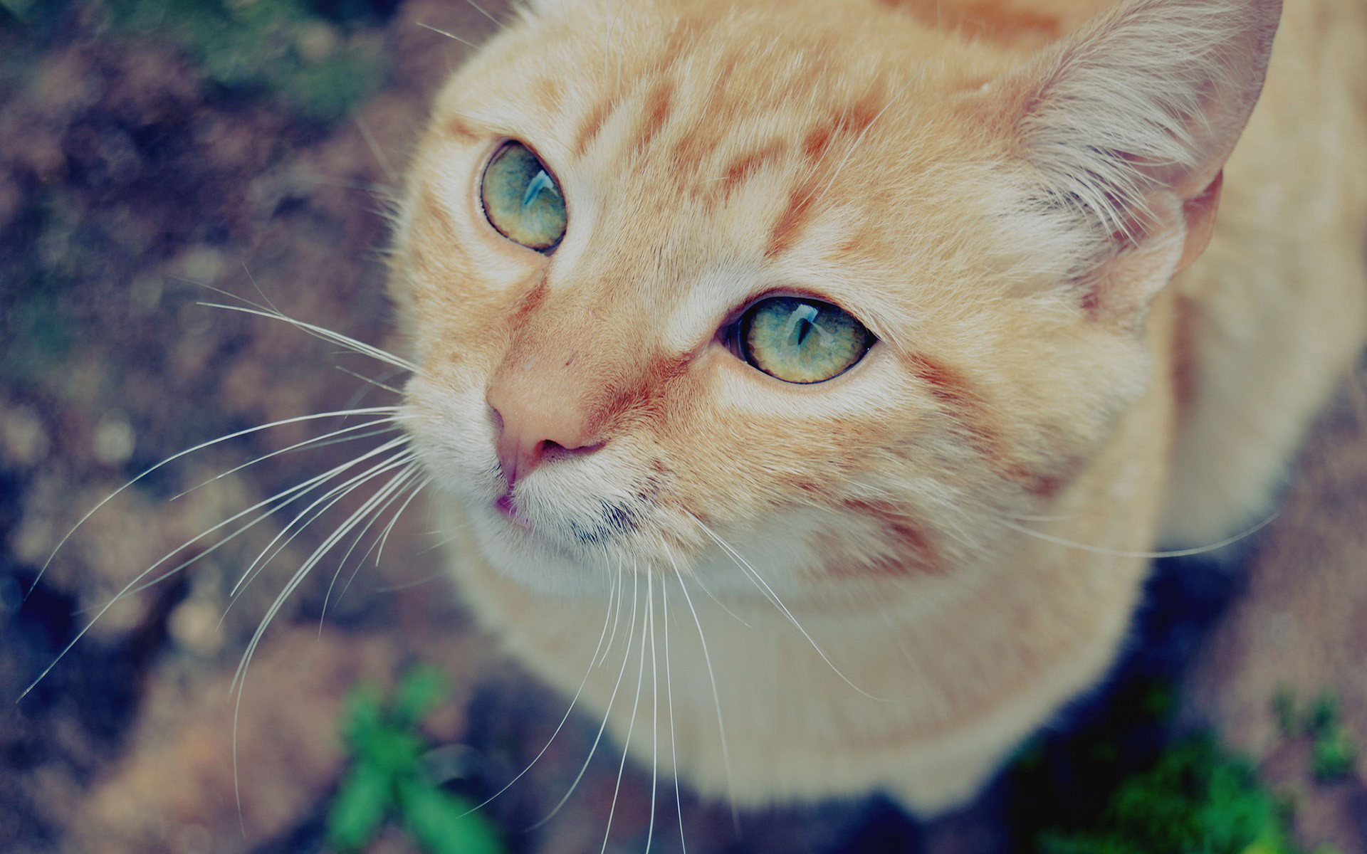 Baixe gratuitamente a imagem Animais, Gatos, Gato na área de trabalho do seu PC