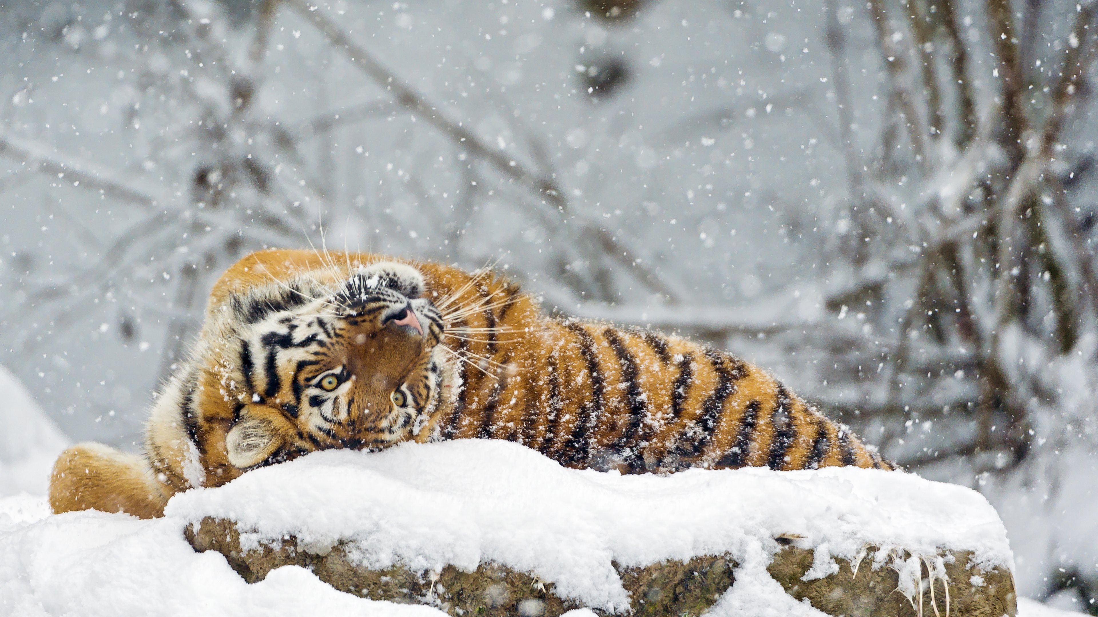 Descarga gratuita de fondo de pantalla para móvil de Nieve, Gatos, Animales, Tigre.