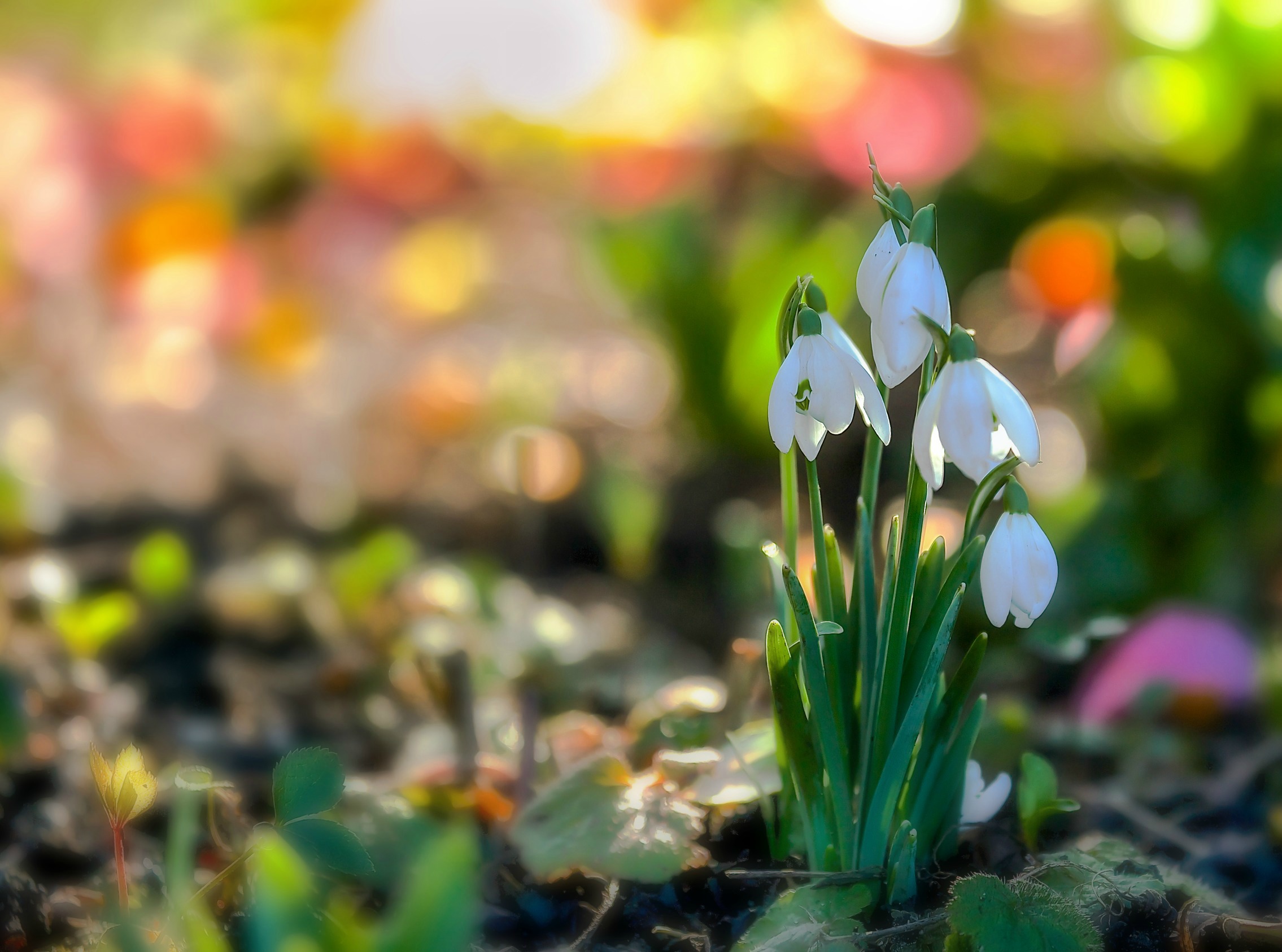 Download mobile wallpaper Nature, Flowers, Flower, Earth, Bokeh, Snowdrop, White Flower for free.