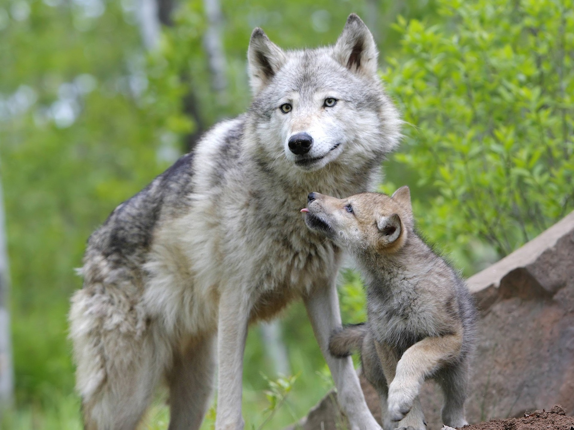 165867 descargar fondo de pantalla animales, lobo, wolves: protectores de pantalla e imágenes gratis