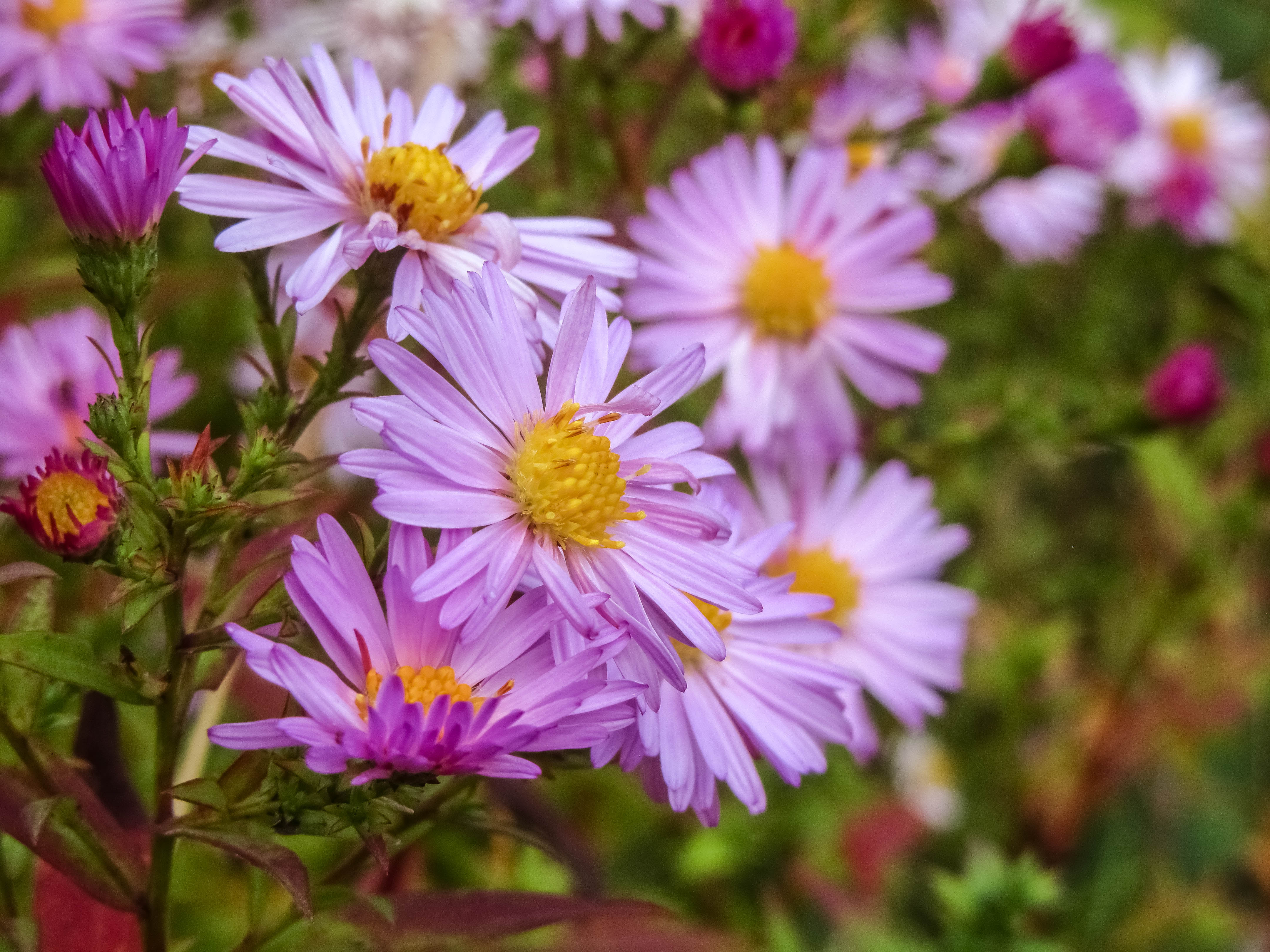 Laden Sie das Blumen, Blume, Erde/natur, Pinke Blume-Bild kostenlos auf Ihren PC-Desktop herunter