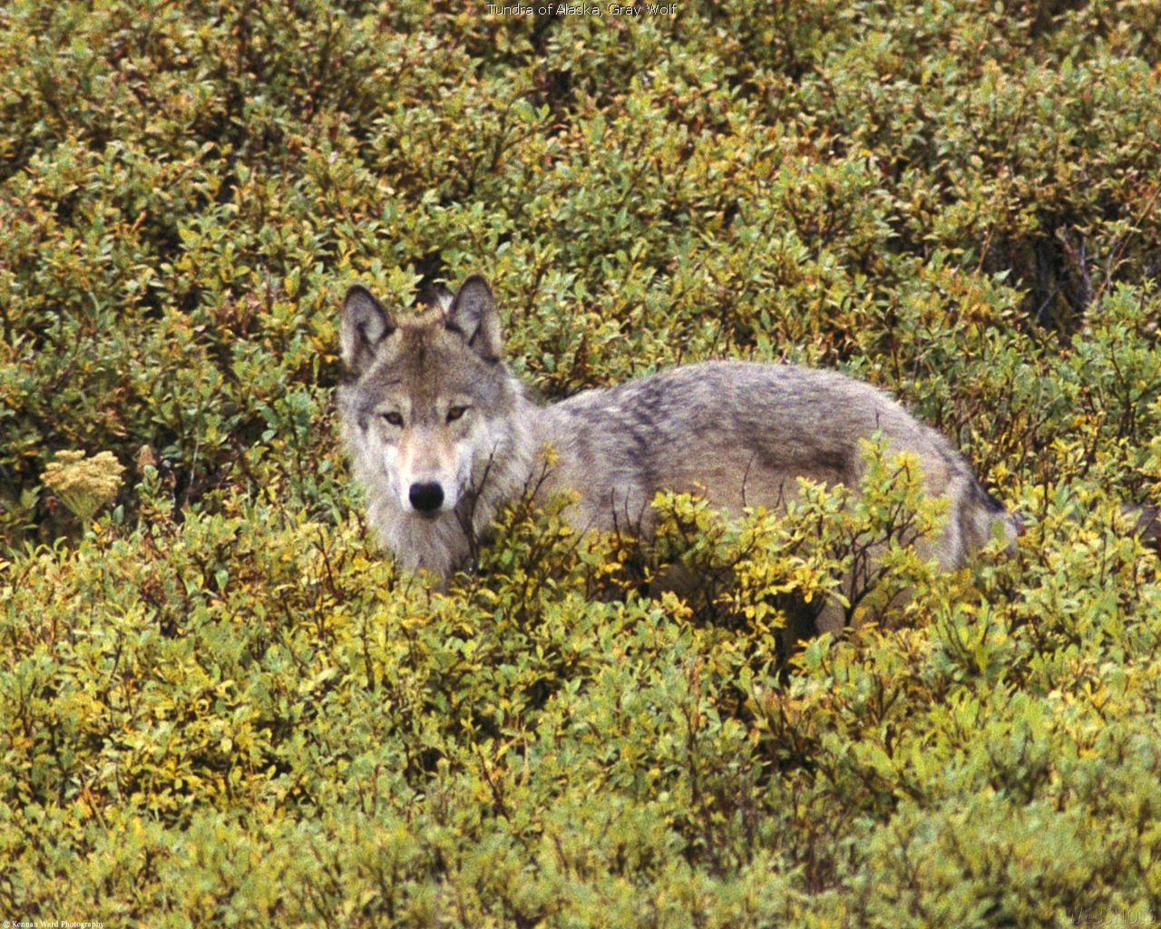 Laden Sie das Tiere, Wolf-Bild kostenlos auf Ihren PC-Desktop herunter