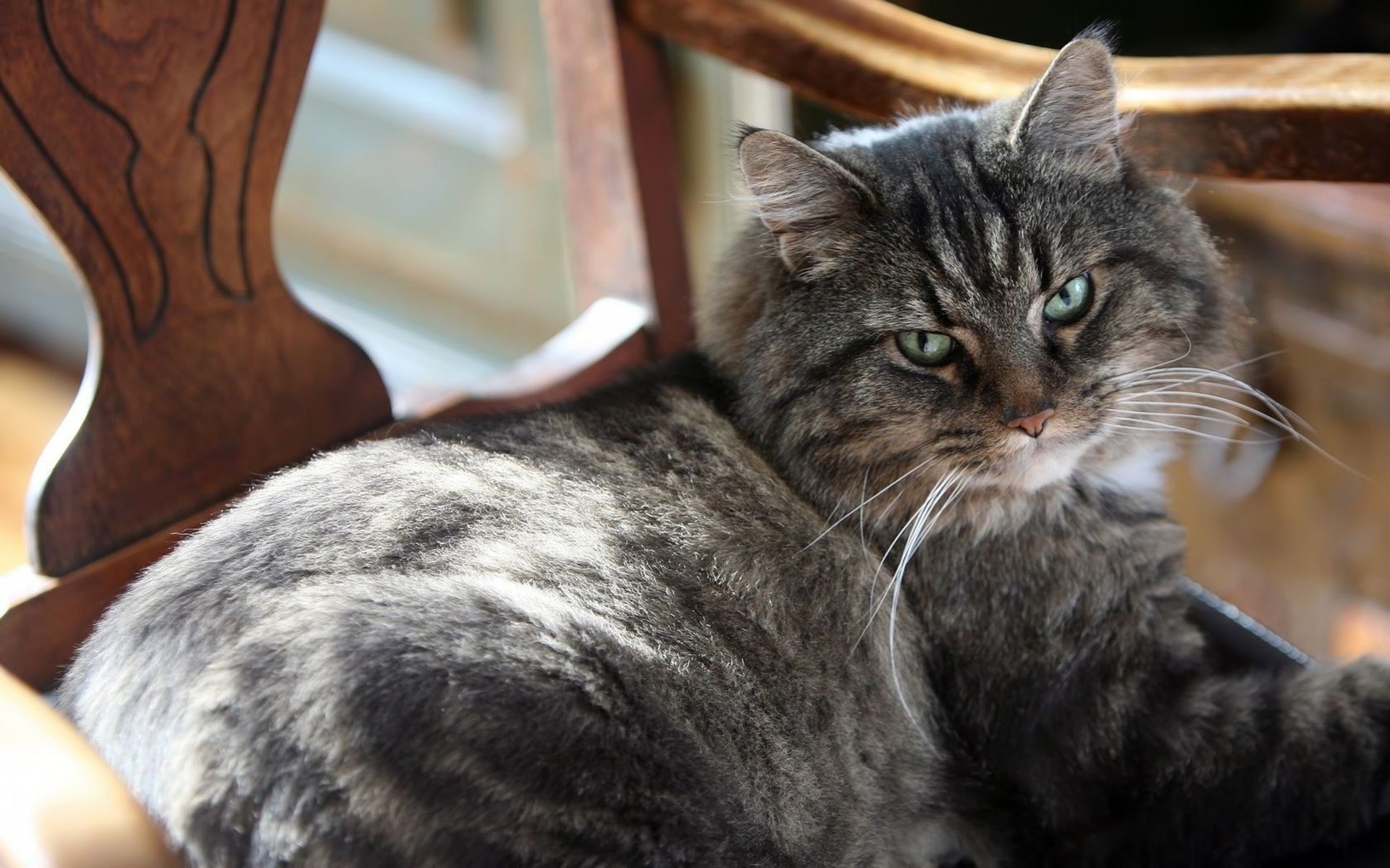 Baixe gratuitamente a imagem Gato, Gatos, Animais na área de trabalho do seu PC