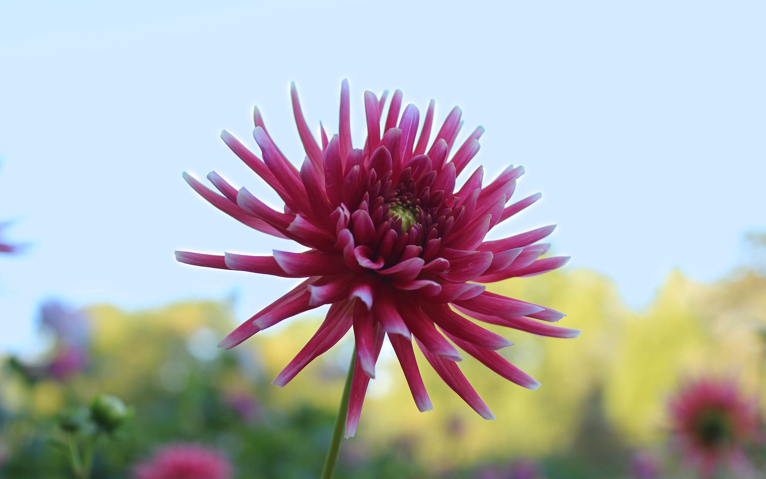 petals, stalk, flower, plant, macro, bud, stem High Definition image