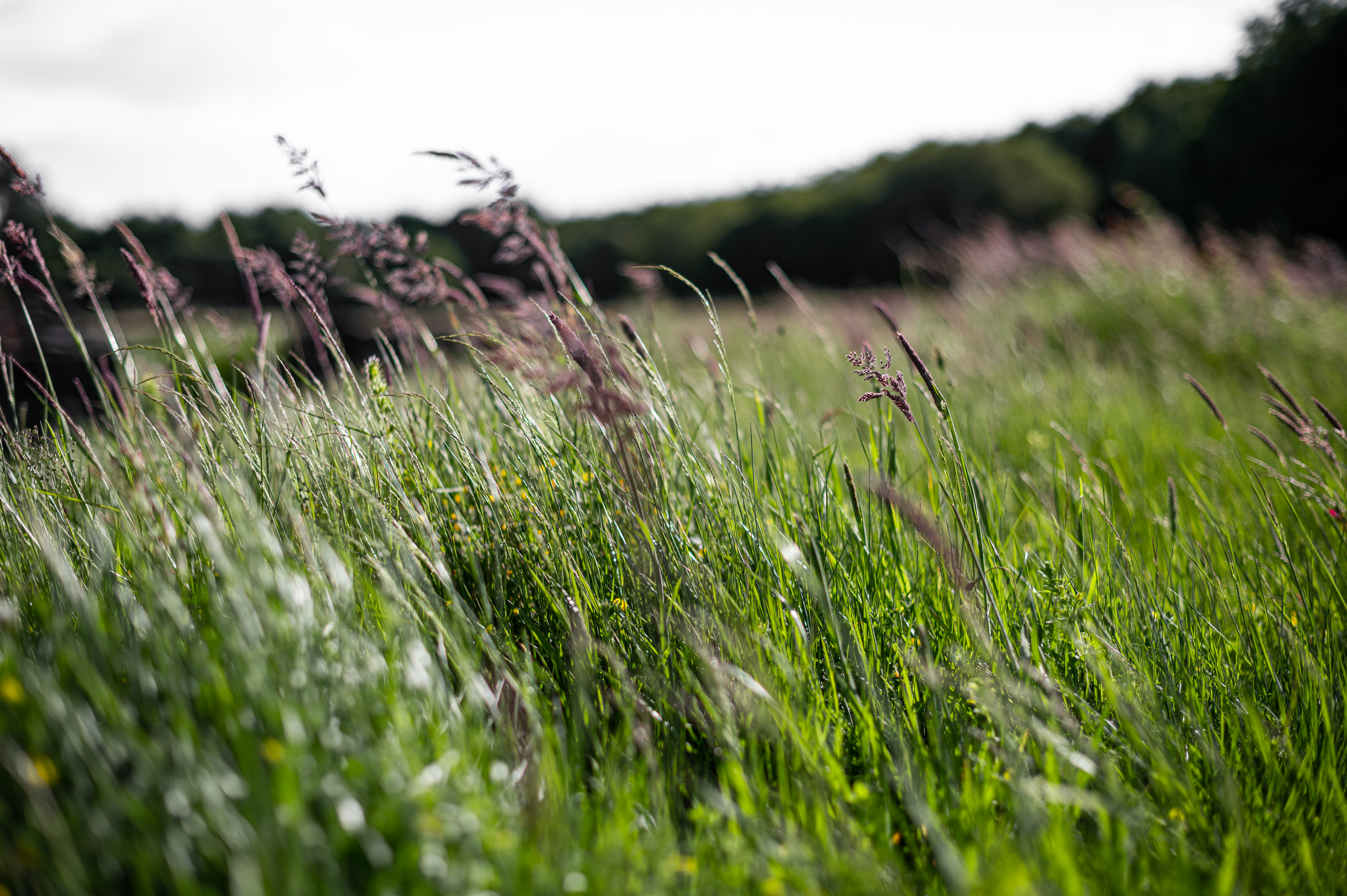 Laden Sie das Grass, Ohren, Spikes, Natur, Feld-Bild kostenlos auf Ihren PC-Desktop herunter