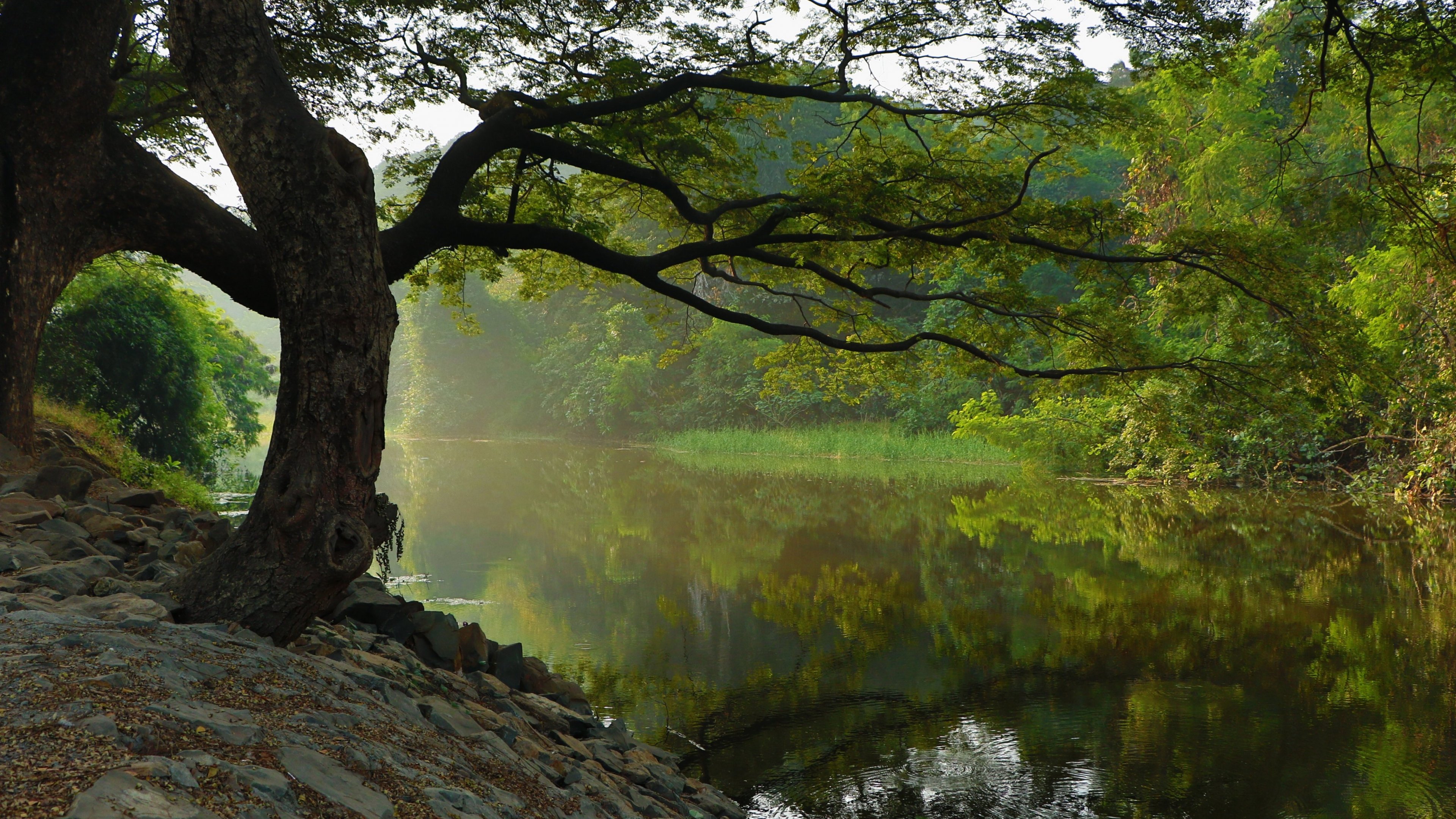 Laden Sie das Baum, Nebel, Fluss, Erde/natur-Bild kostenlos auf Ihren PC-Desktop herunter