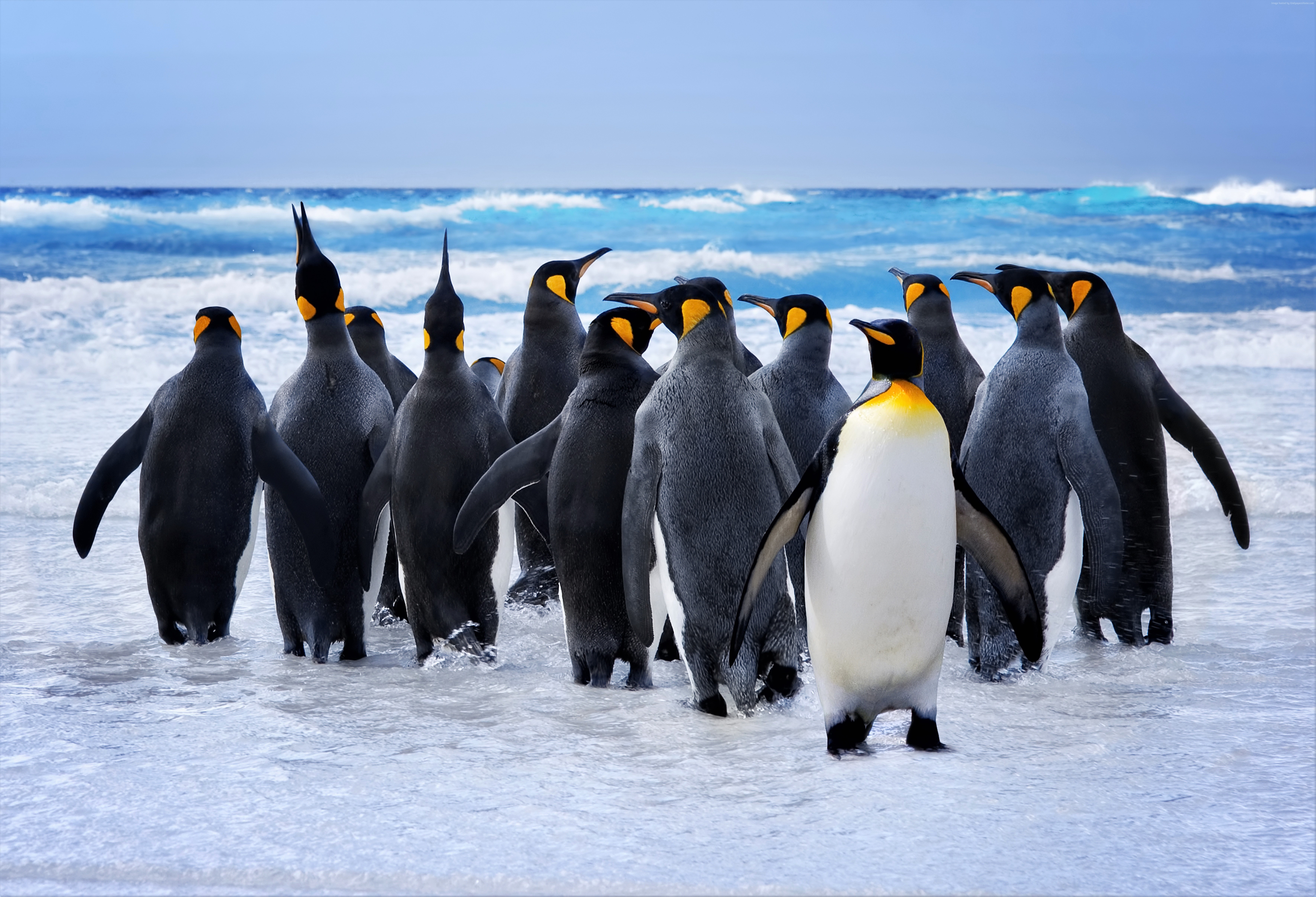 Популярные заставки и фоны Королевский Пингвин на компьютер