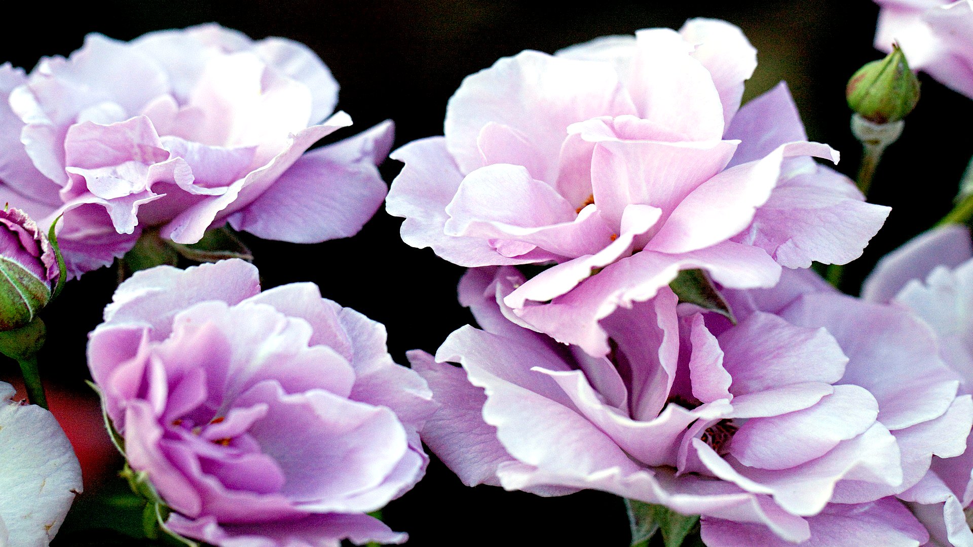 Téléchargez gratuitement l'image Fleurs, Rose, Terre/nature sur le bureau de votre PC