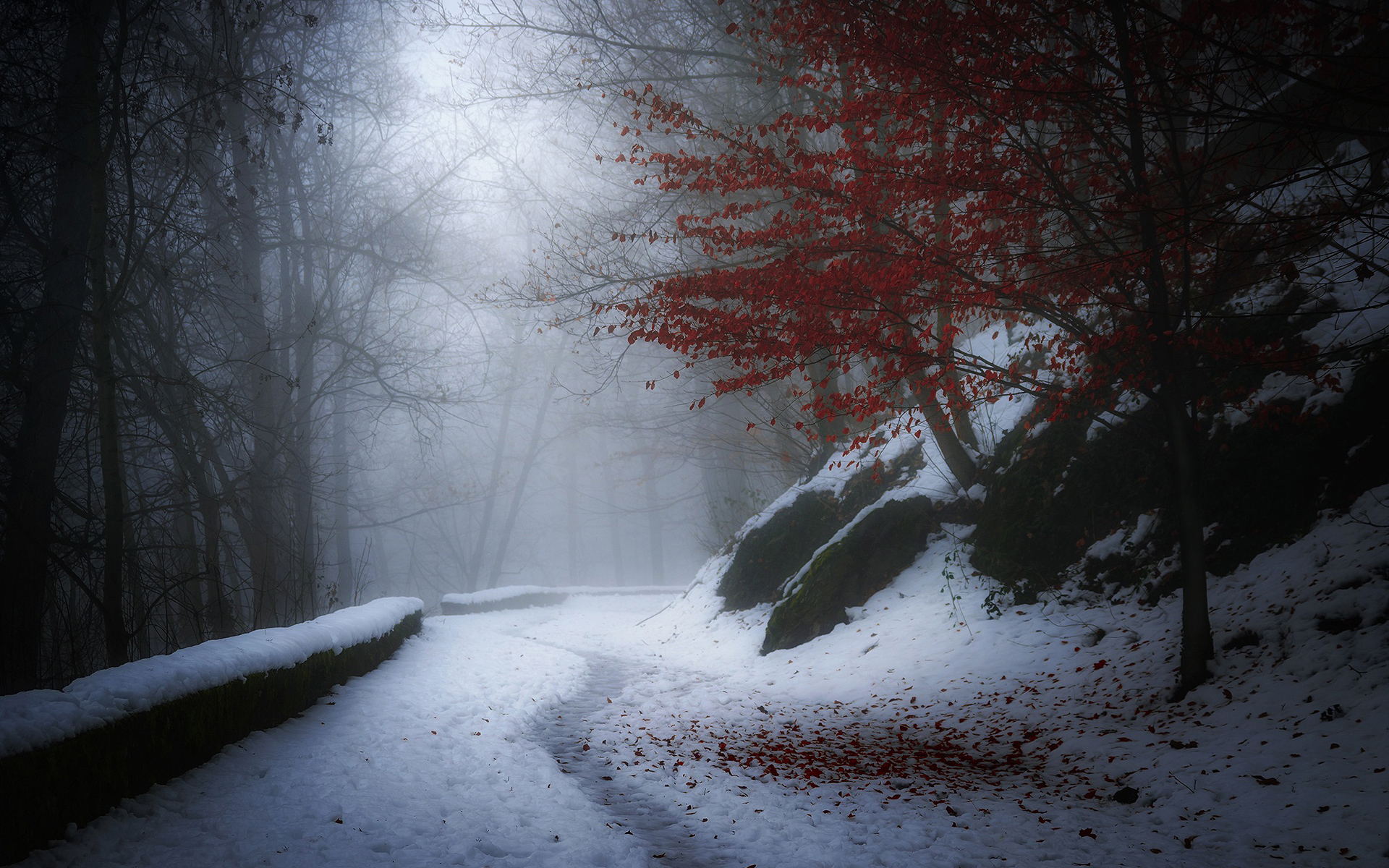 Download mobile wallpaper Winter, Nature, Snow, Tree, Leaf, Earth for free.