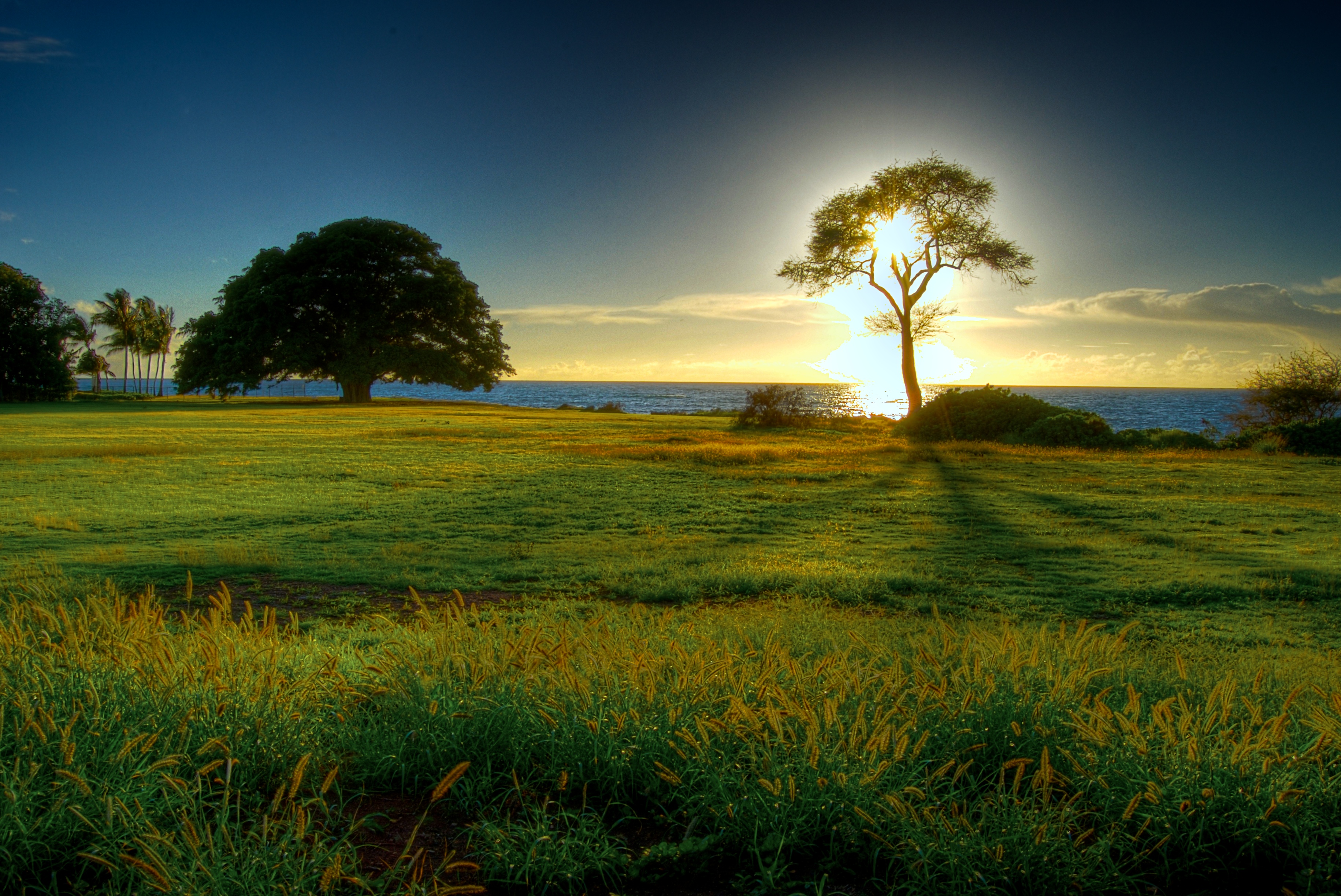 Free download wallpaper Landscape, Trees, Tree, Earth, Hdr on your PC desktop