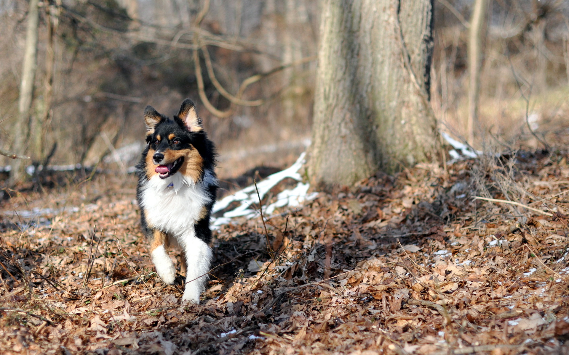 Handy-Wallpaper Tiere, Hunde, Hund kostenlos herunterladen.