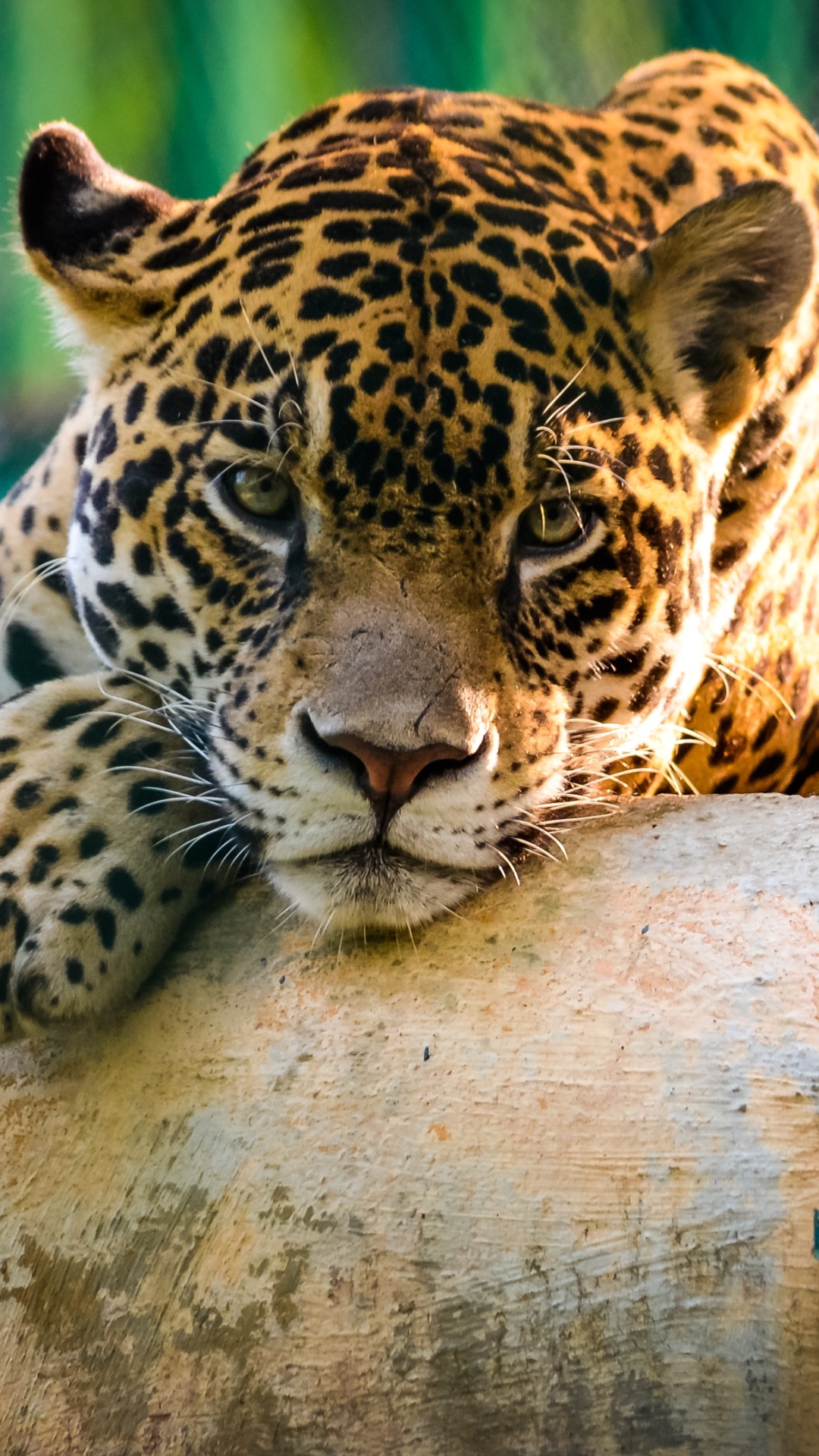 Download mobile wallpaper Cats, Jaguar, Animal for free.