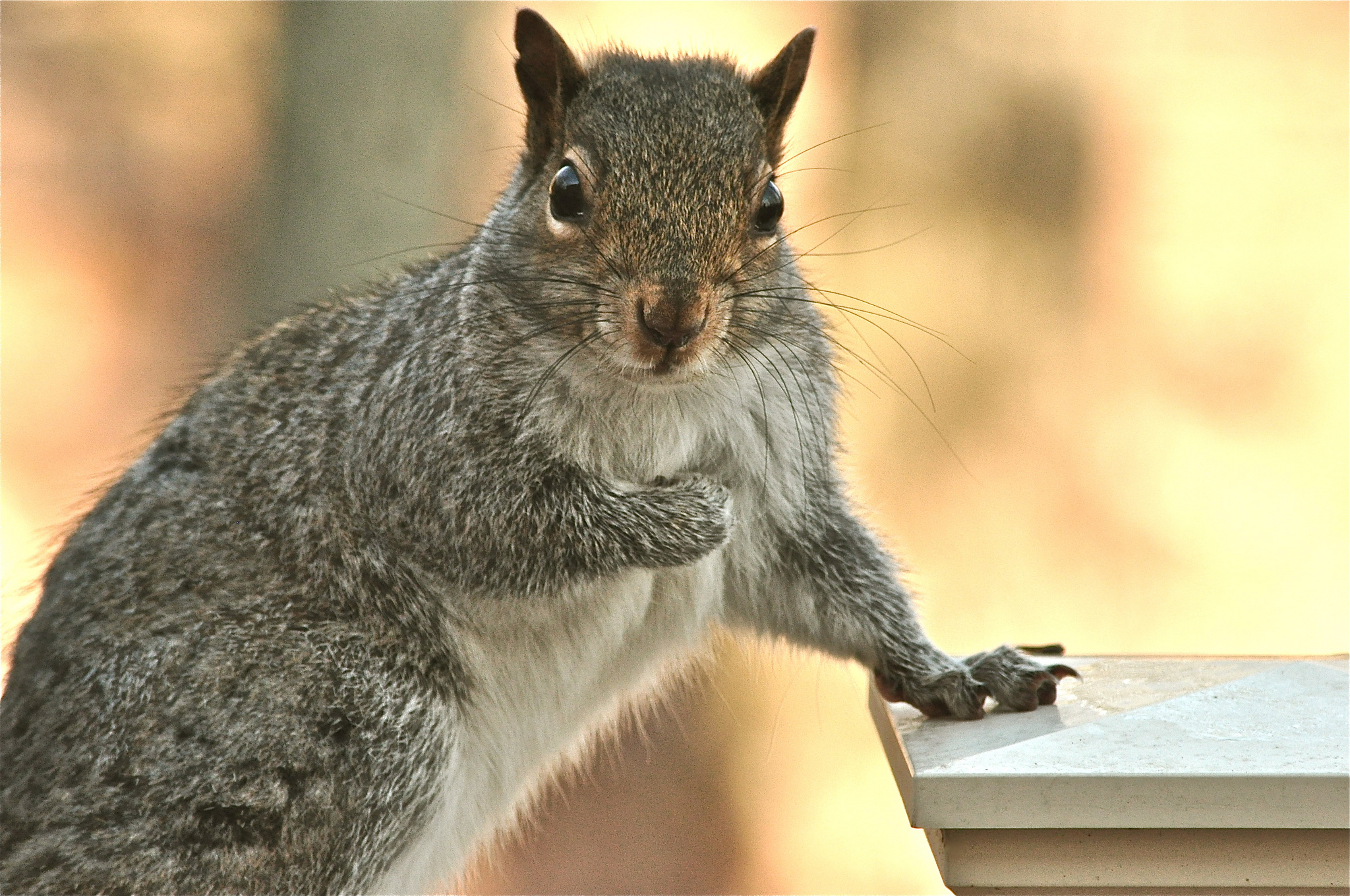 Free download wallpaper Sight, Opinion, Animal, Paw, Animals, Squirrel on your PC desktop