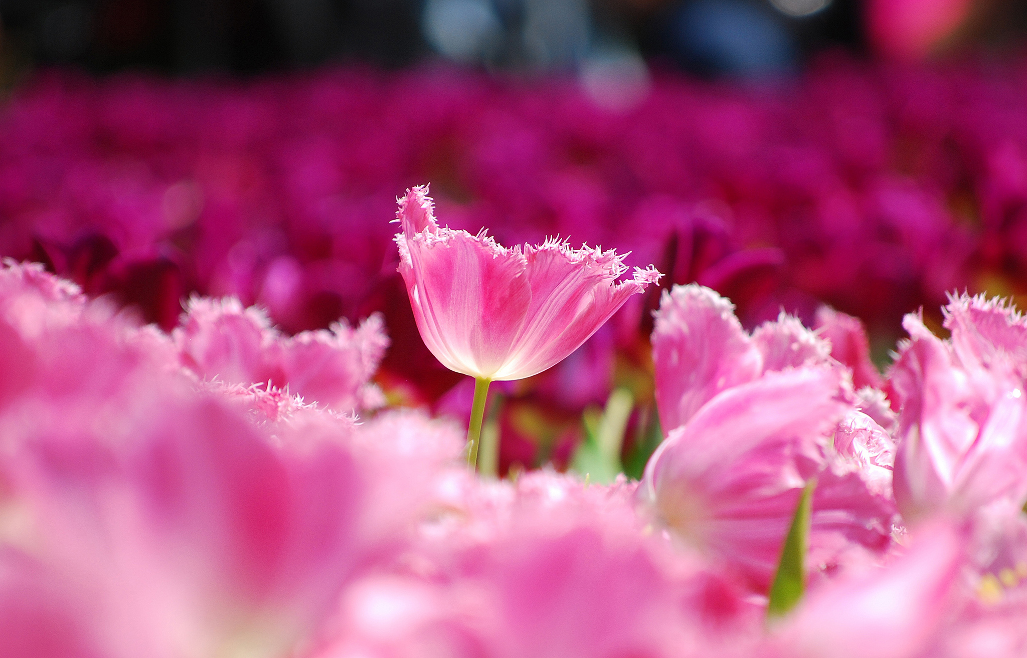 無料モバイル壁紙チューリップ, 花, 地球, ピンクの花をダウンロードします。