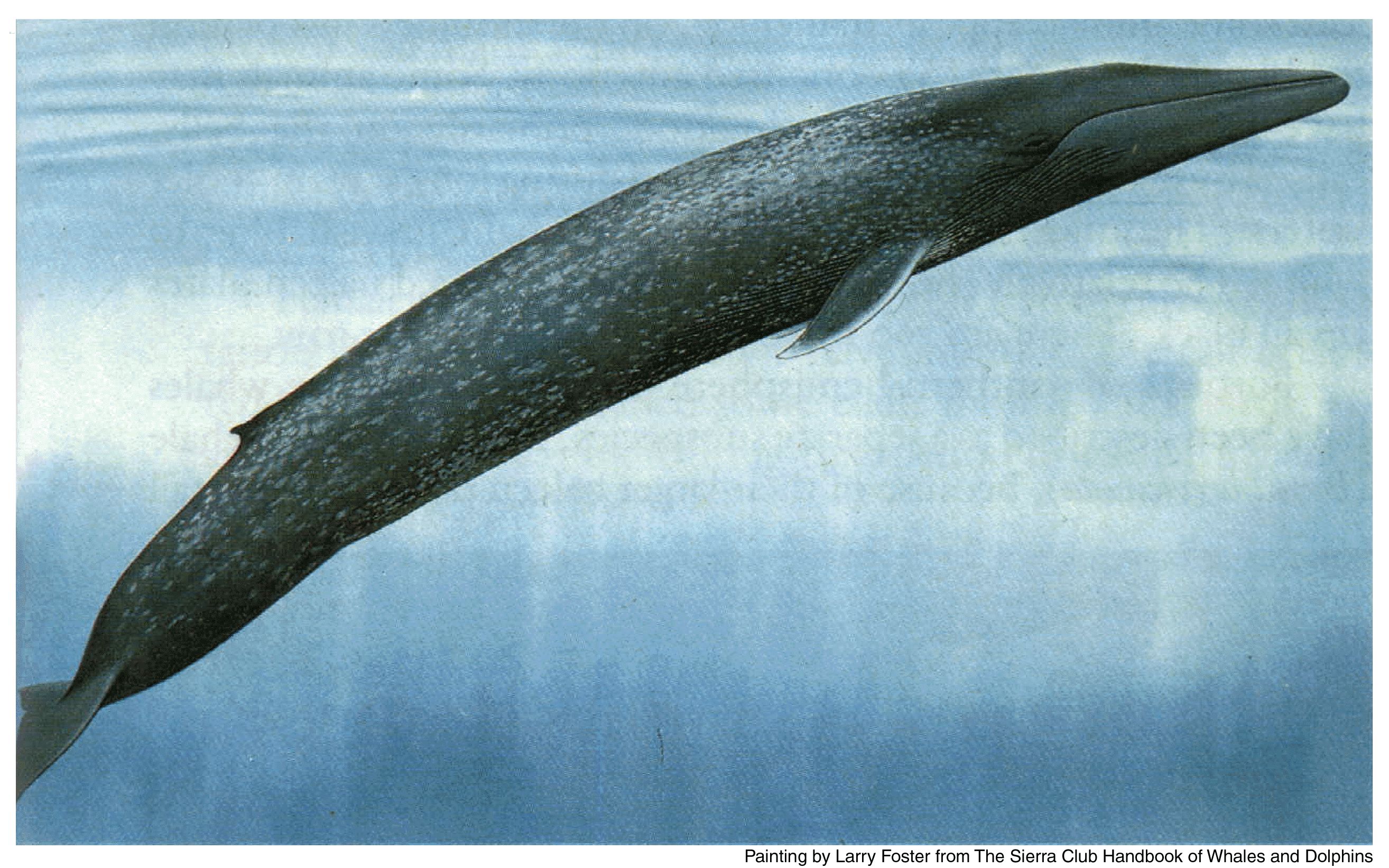 613716 скачать обои животные, синий кит, киты - заставки и картинки бесплатно