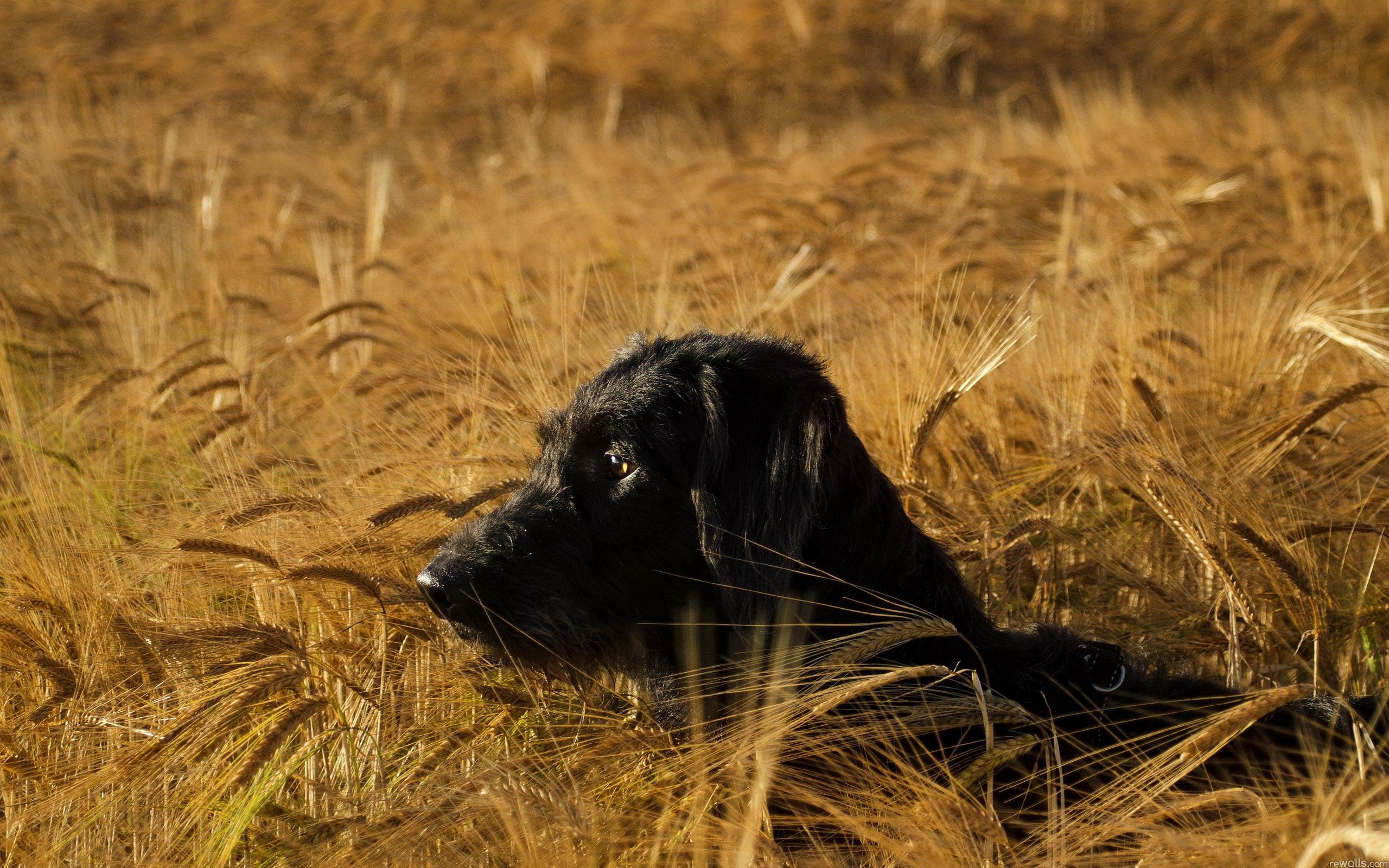 Free download wallpaper Dog, Muzzle, Sight, Opinion, Hunting, Hunt, Animals on your PC desktop