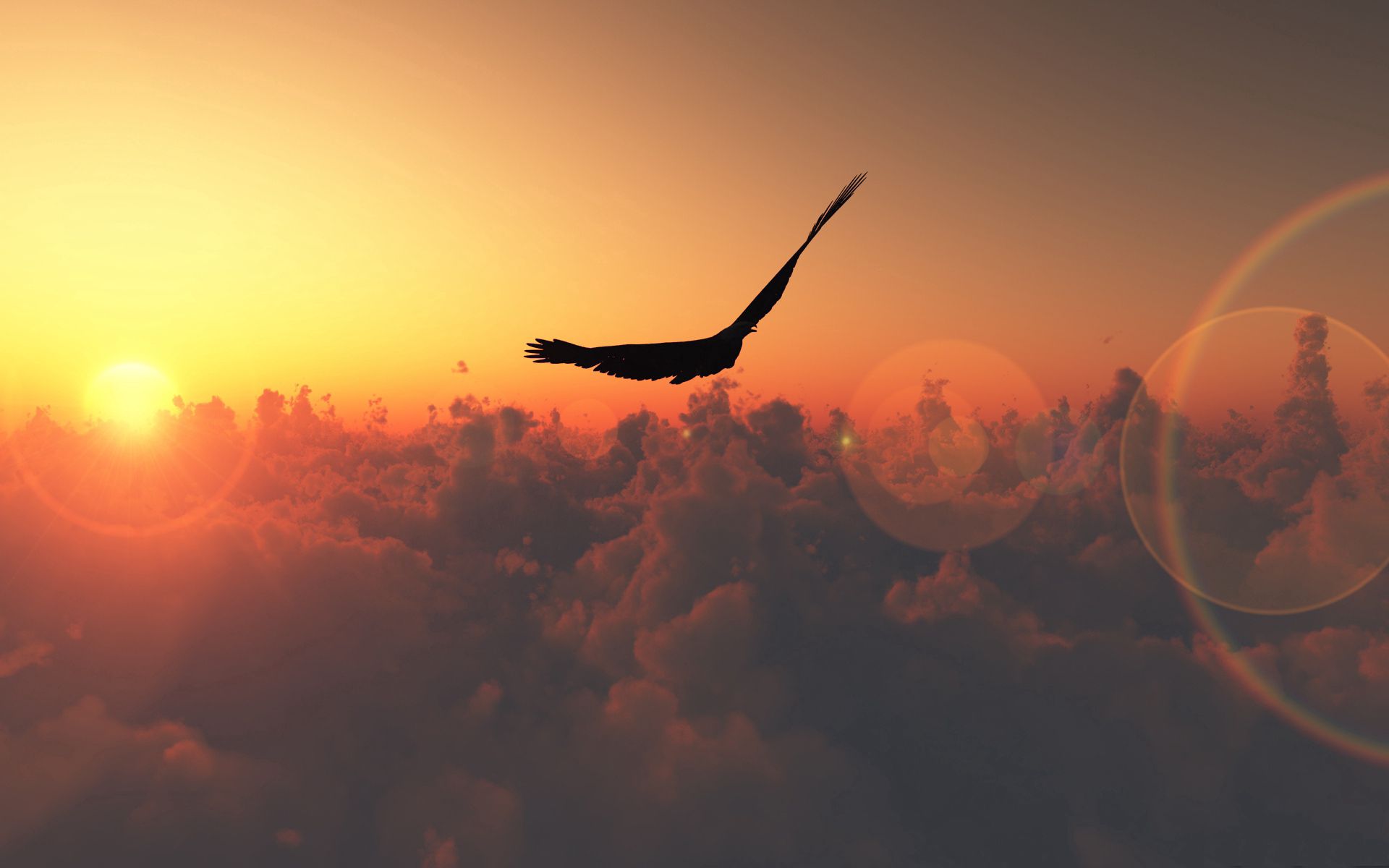freedom, nature, sun, clouds, glare, bird, flight, height