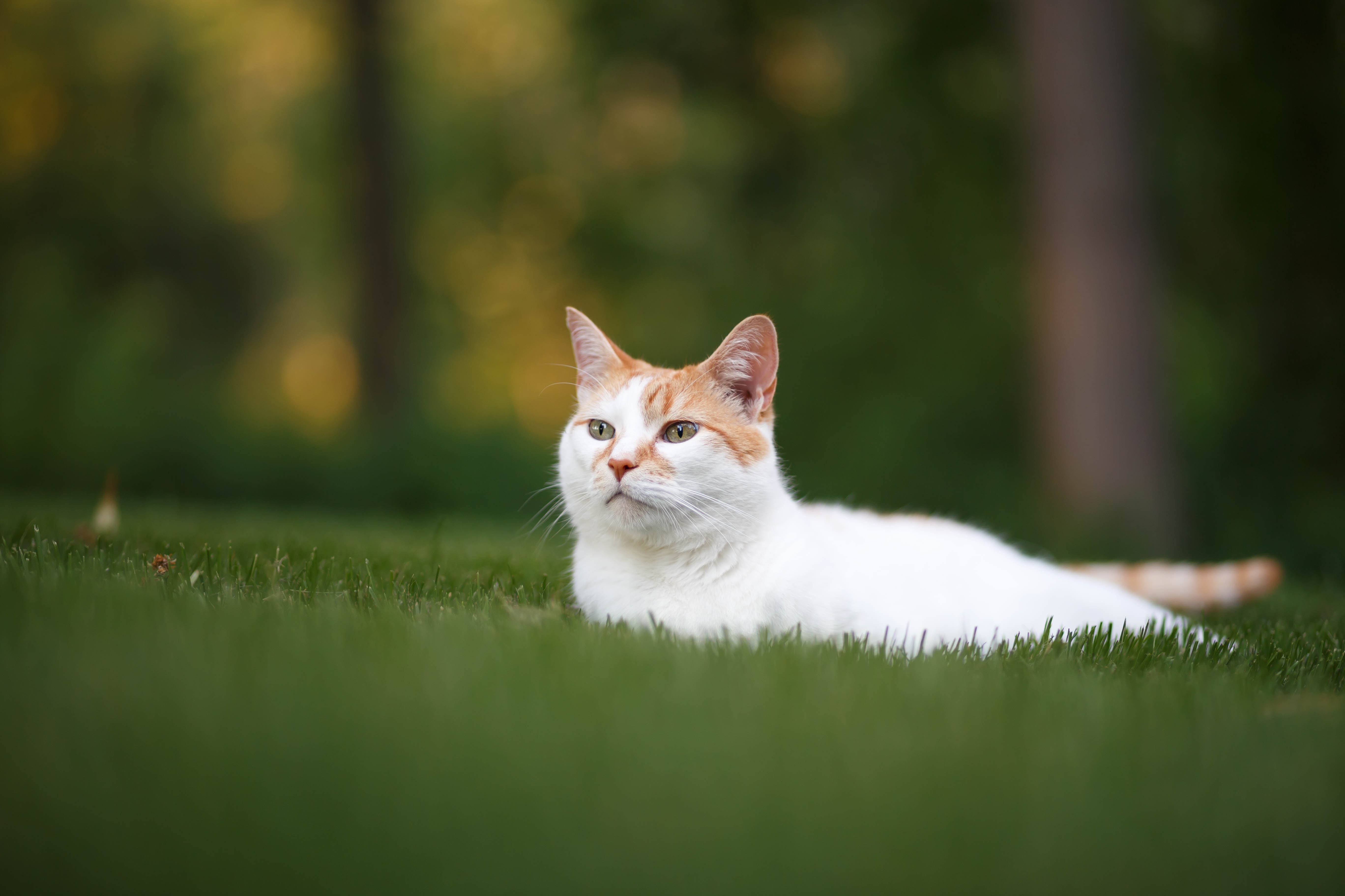 Handy-Wallpaper Katze, Katzen, Tiere kostenlos herunterladen.