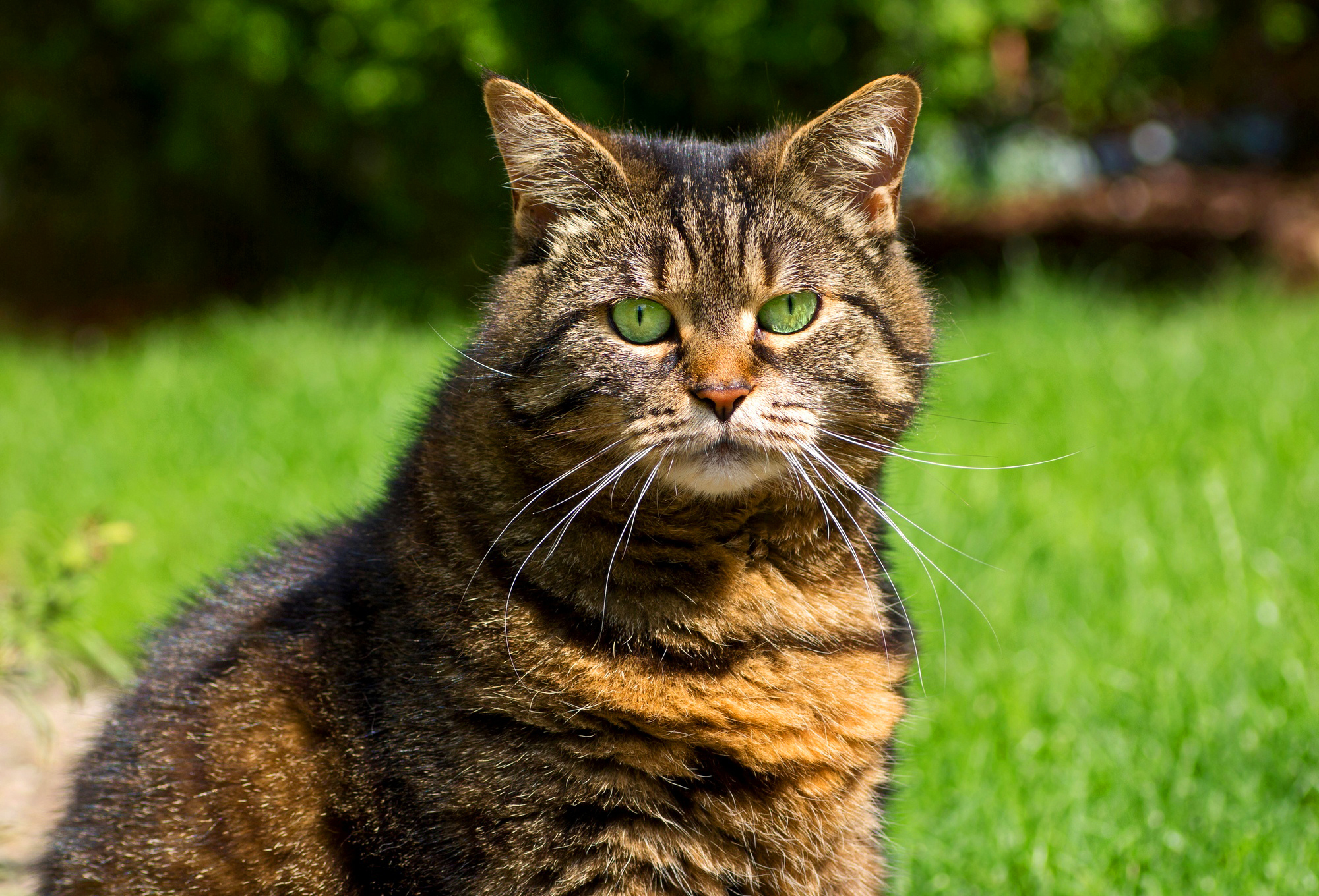 Handy-Wallpaper Tiere, Katzen, Katze kostenlos herunterladen.