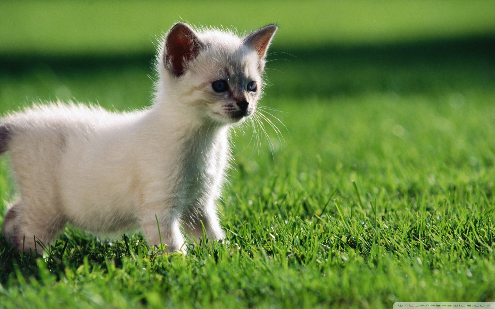 Handy-Wallpaper Tiere, Katzen, Katze kostenlos herunterladen.