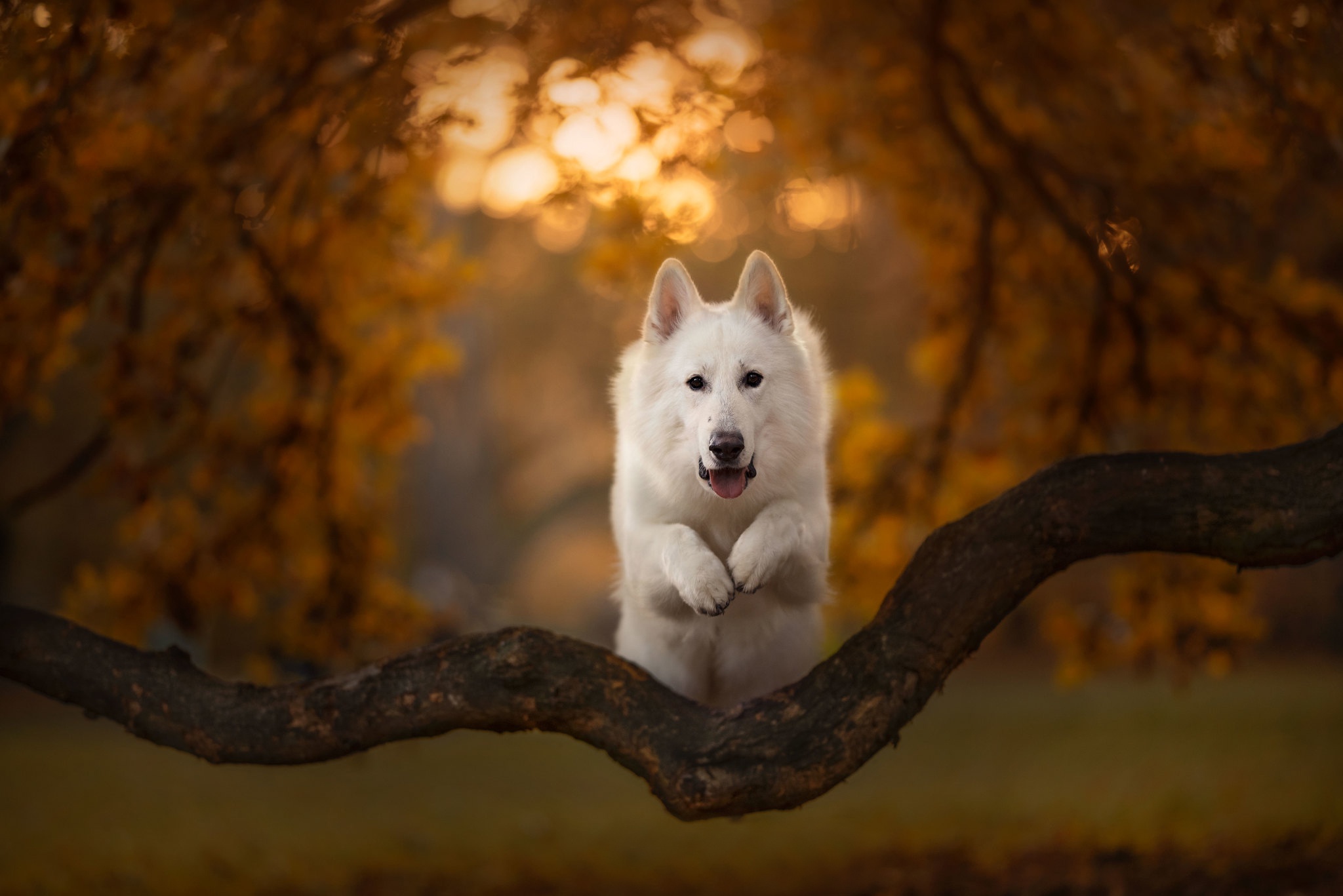 Free download wallpaper Dog, Animal, Swiss Shepherd, Depth Of Field on your PC desktop