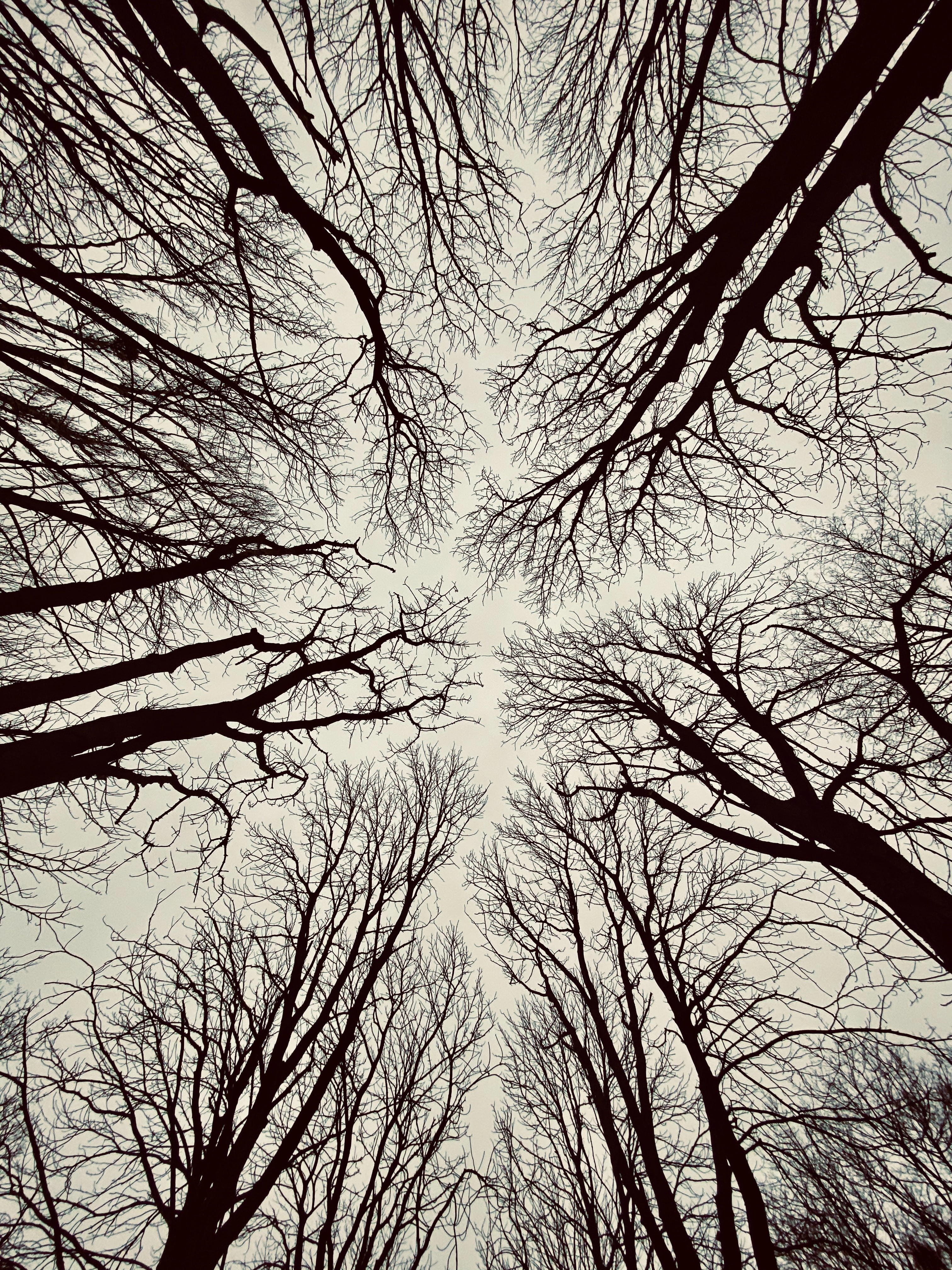 Download mobile wallpaper Branches, Sky, Bottom View, Trees, Nature for free.