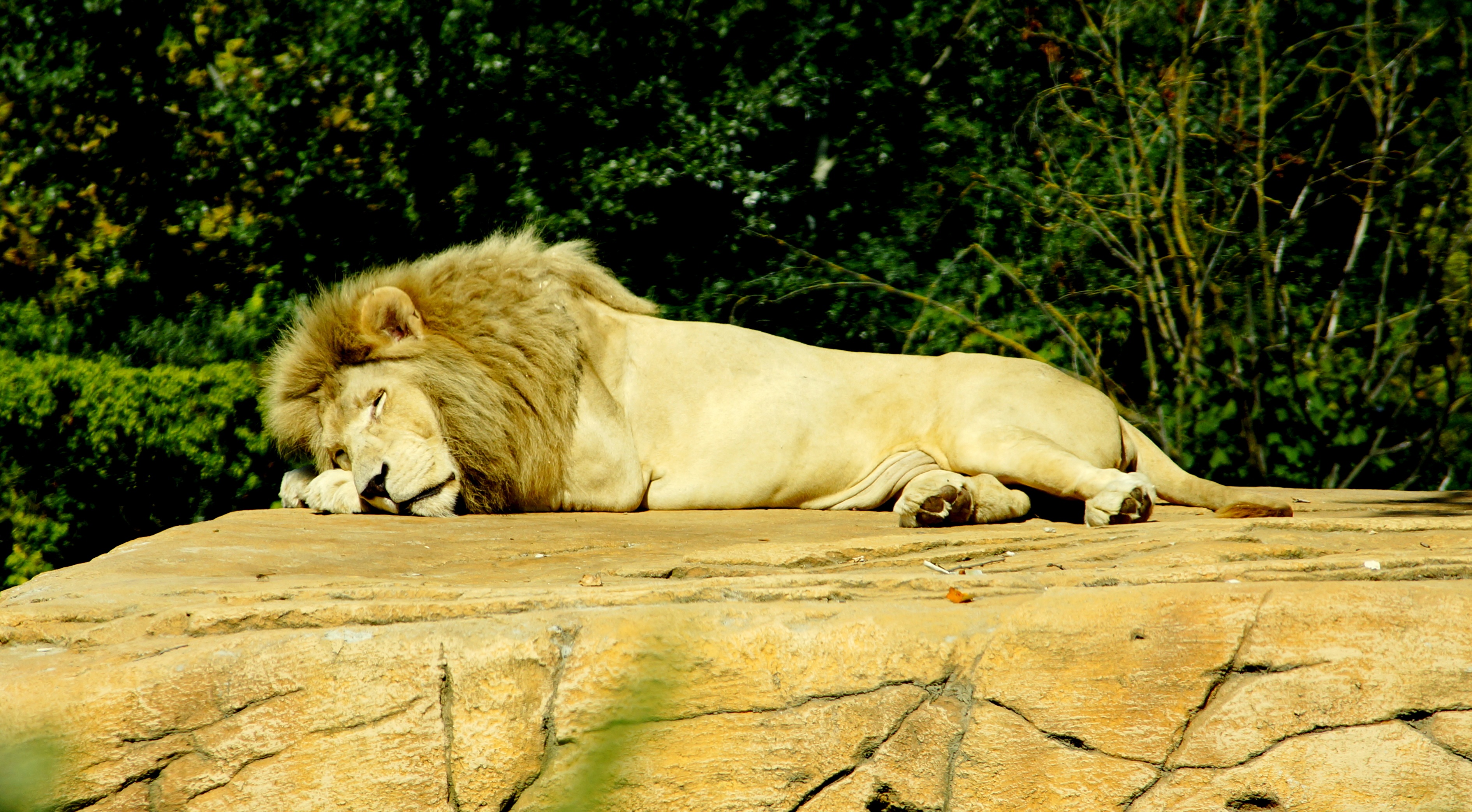 Descarga gratuita de fondo de pantalla para móvil de Animales, Gatos, León.