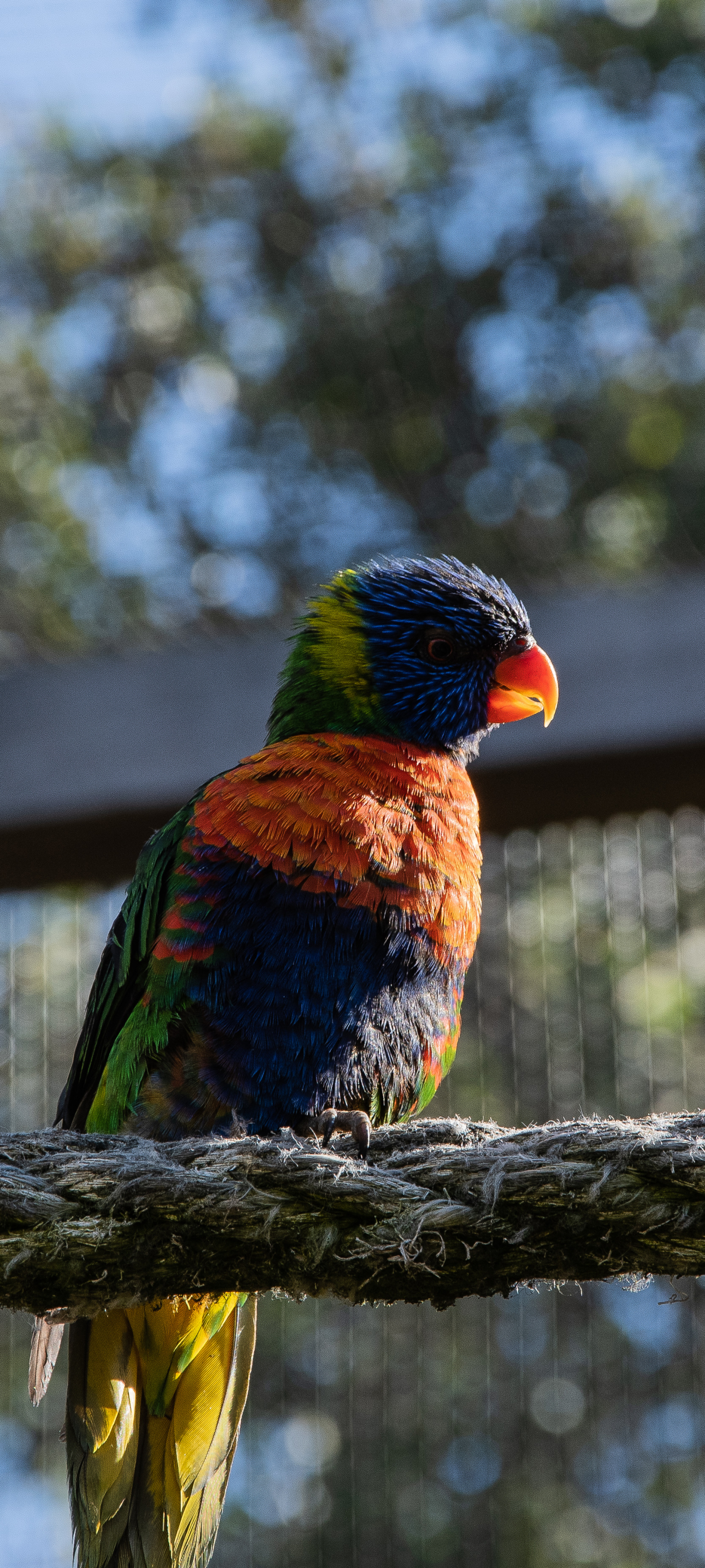 Download mobile wallpaper Birds, Bird, Animal, Rainbow Lorikeet for free.