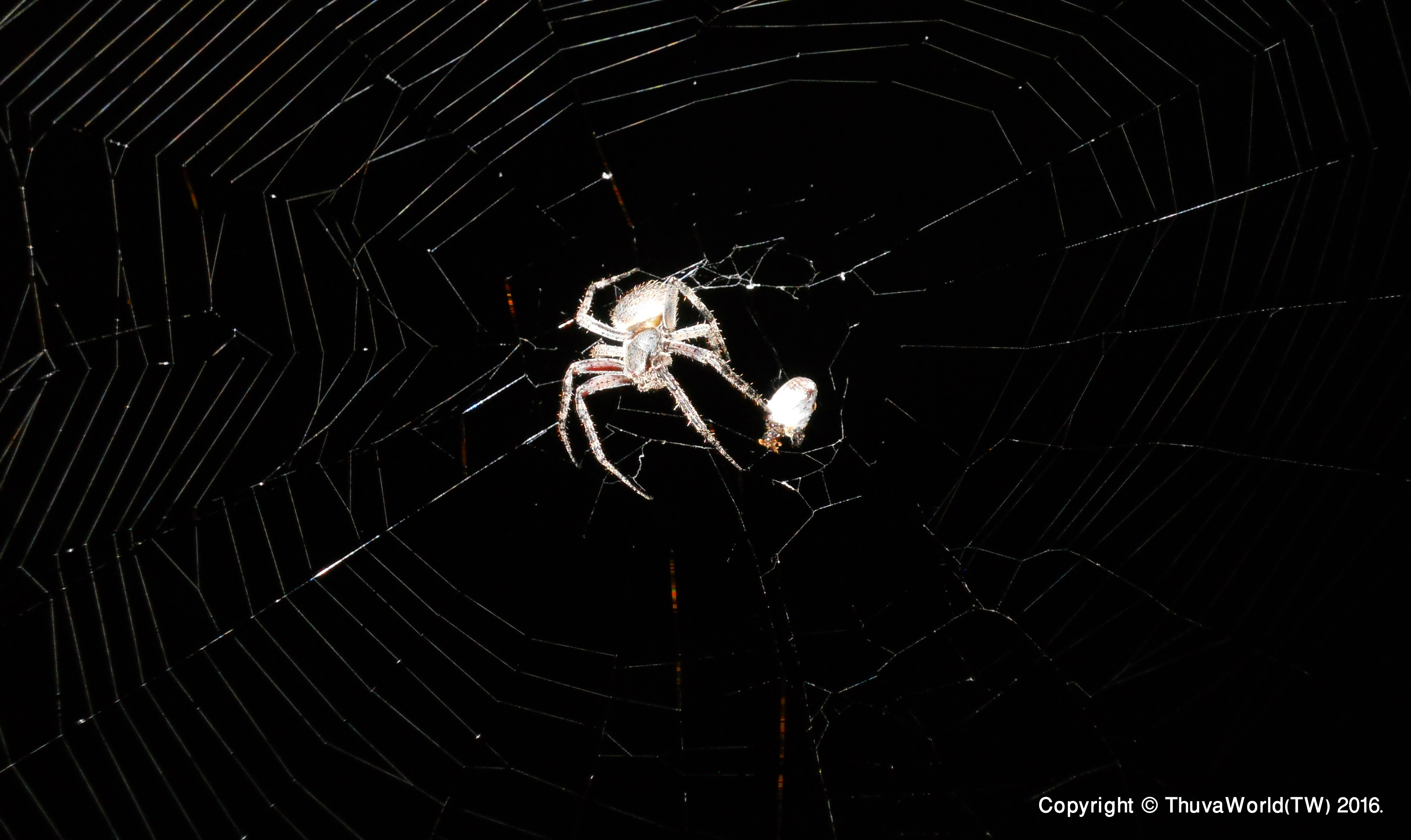 PCデスクトップに動物, クモ, 夜, クモの巣画像を無料でダウンロード