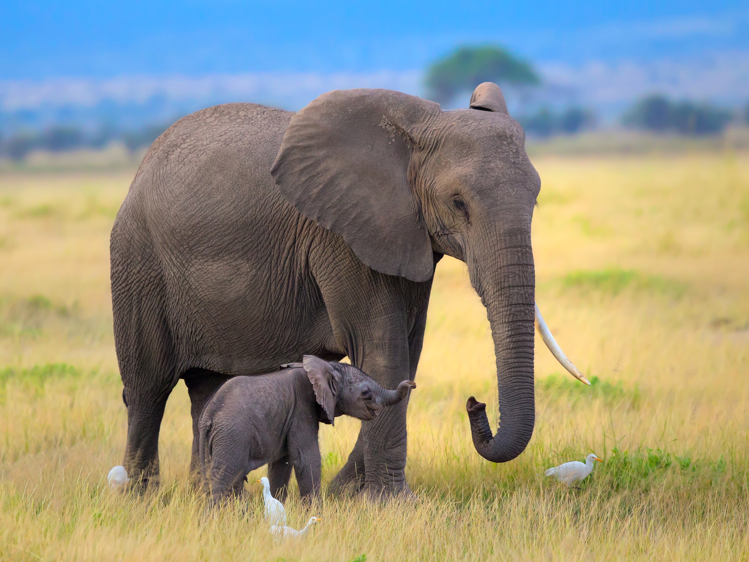 Descarga gratuita de fondo de pantalla para móvil de Animales, Elefantes, Bebe Animal, Elefante Africano De Sabana.