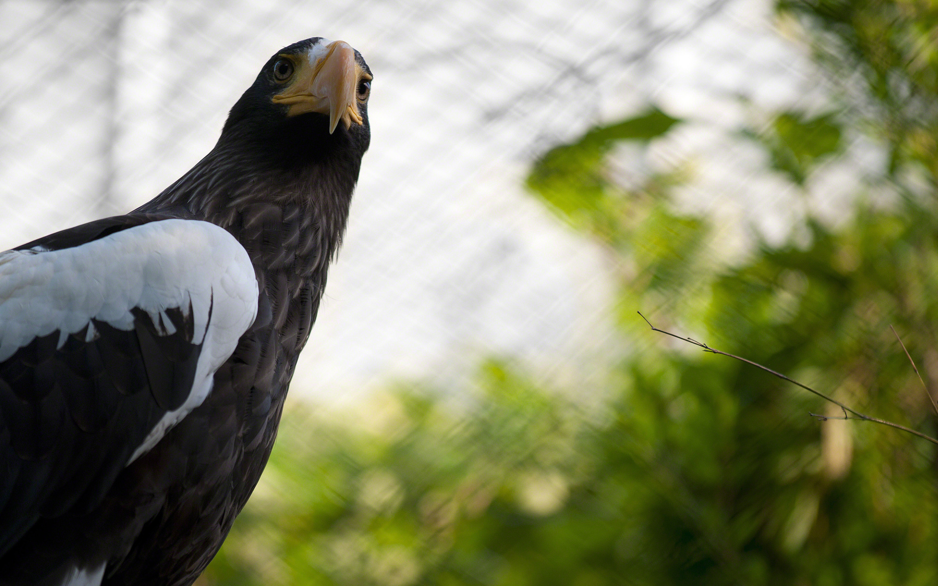 Téléchargez des papiers peints mobile Aigle, Des Oiseaux, Animaux gratuitement.