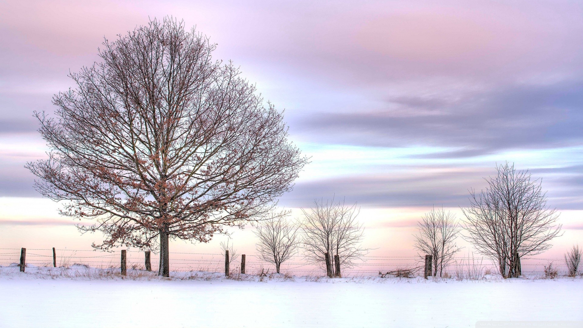 Handy-Wallpaper Winter, Schnee, Baum, Feld, Zaun, Erde/natur kostenlos herunterladen.