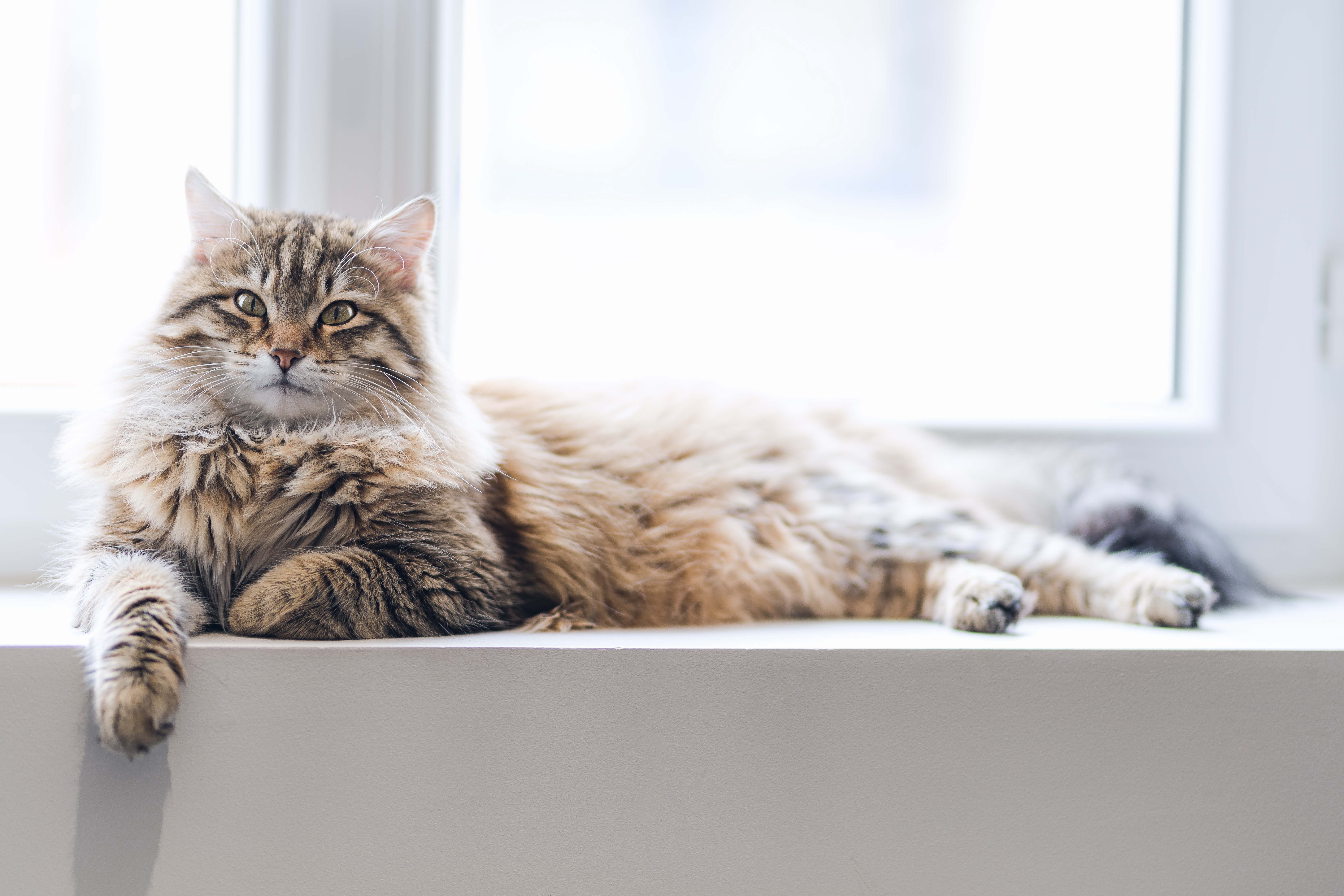 Baixe gratuitamente a imagem Animais, Gatos, Gato na área de trabalho do seu PC