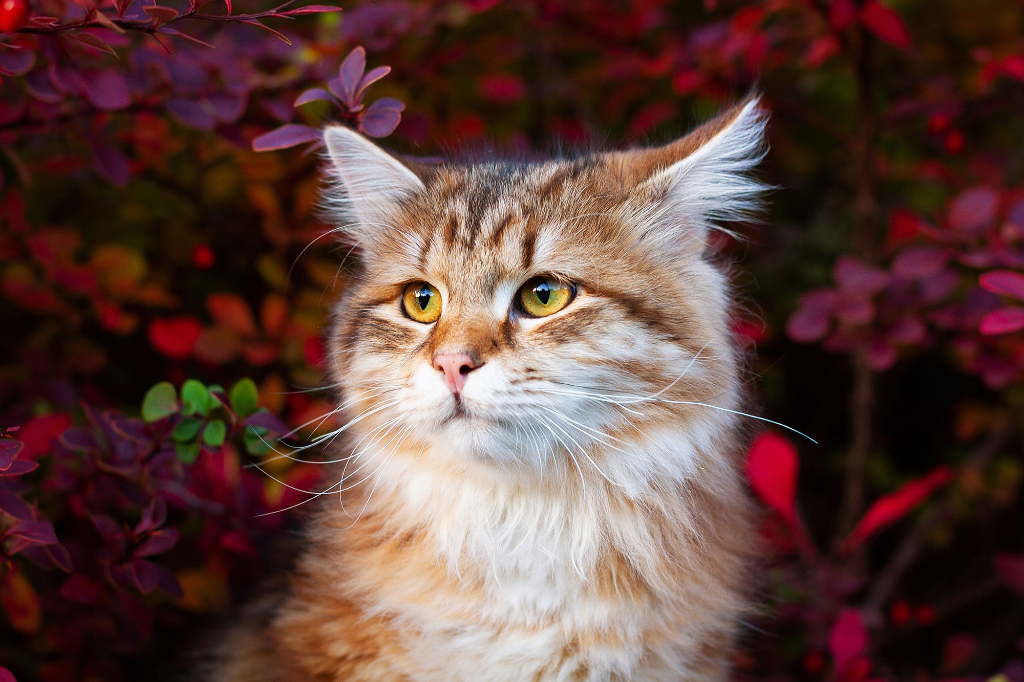 Handy-Wallpaper Tiere, Katzen, Katze kostenlos herunterladen.