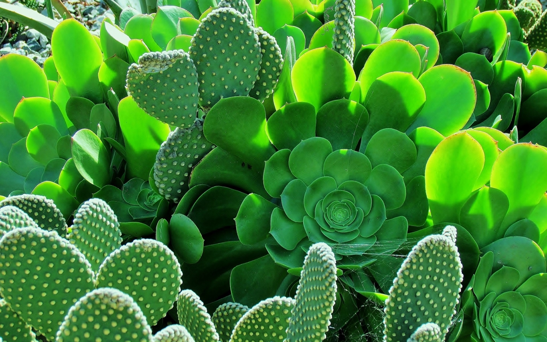 Descarga gratis la imagen Naturaleza, Cactus, Telaraña, Tierra/naturaleza en el escritorio de tu PC