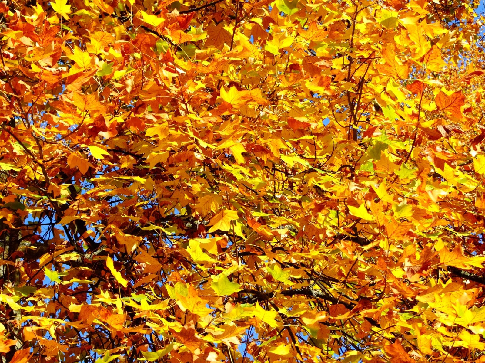 Скачать обои бесплатно Деревья, Растения, Листья, Осень картинка на рабочий стол ПК