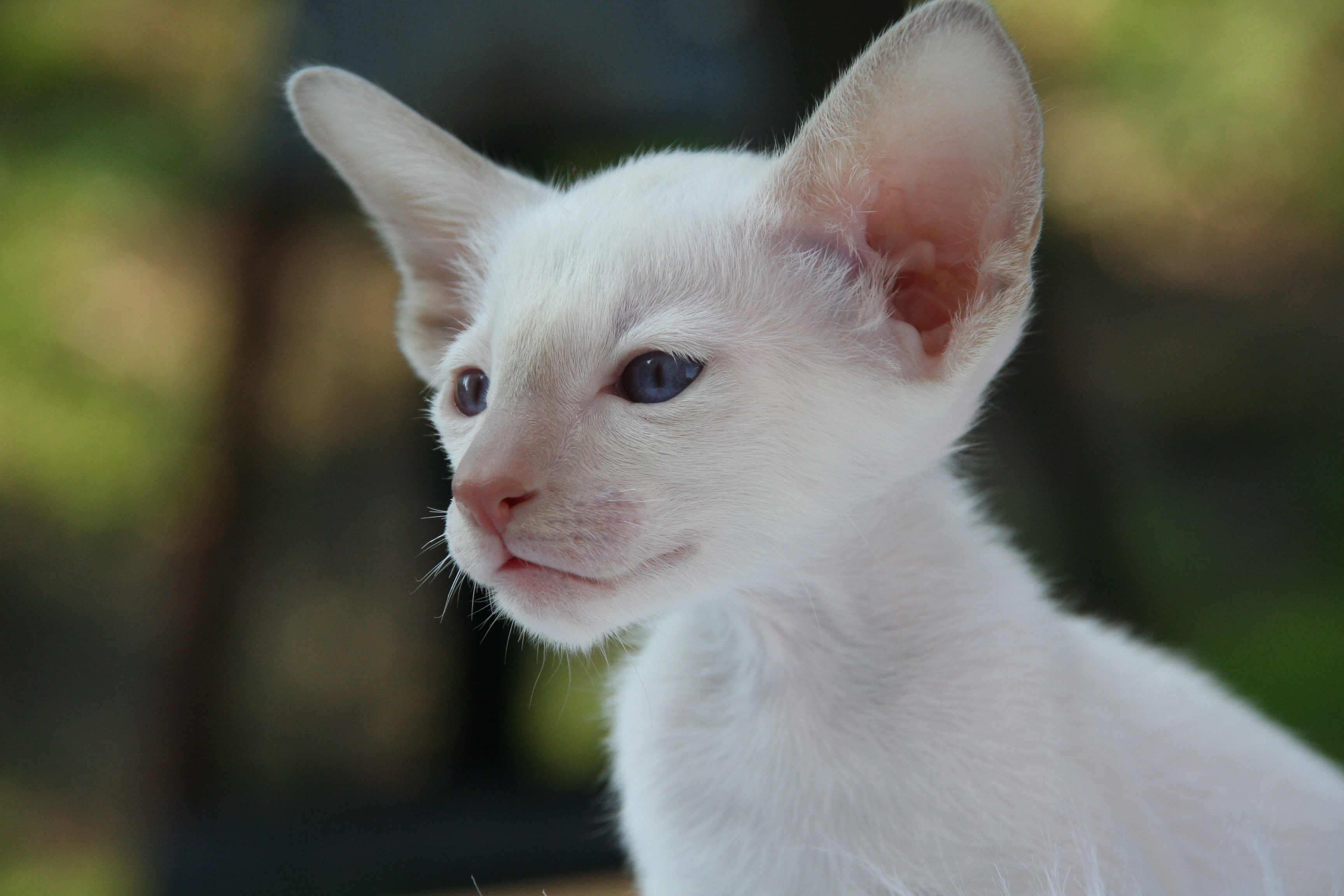 Laden Sie das Tiere, Katzen, Katze, Kätzchen, Bokeh, Blaue Augen-Bild kostenlos auf Ihren PC-Desktop herunter