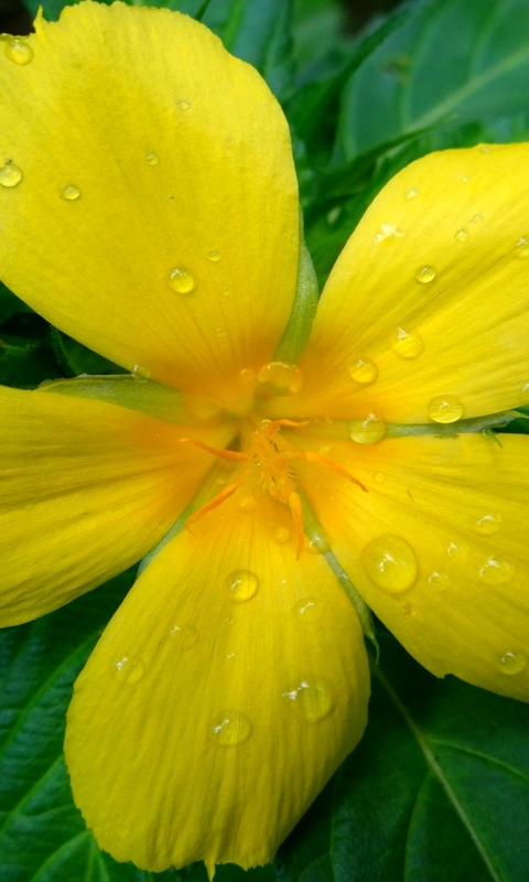 Download mobile wallpaper Flowers, Flower, Close Up, Earth, Yellow Flower, Water Drop for free.