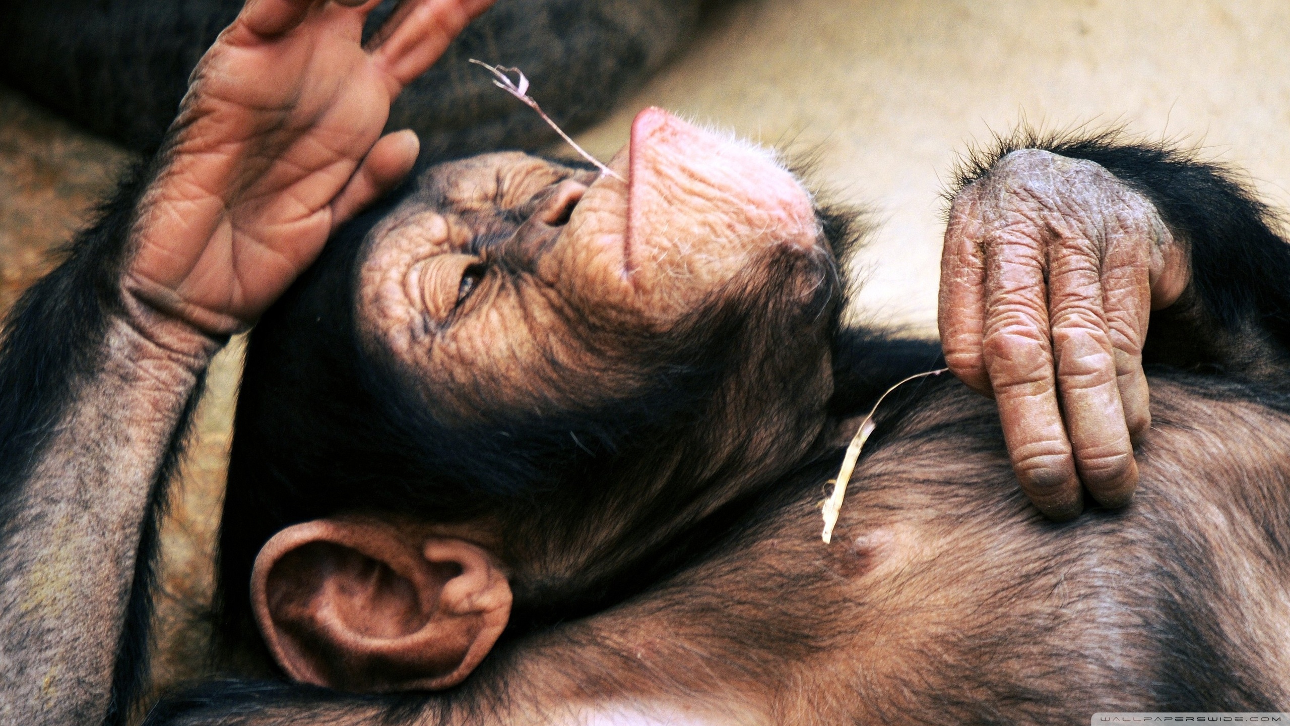 Téléchargez des papiers peints mobile Chimpanzé, Singes, Singe, Animaux gratuitement.