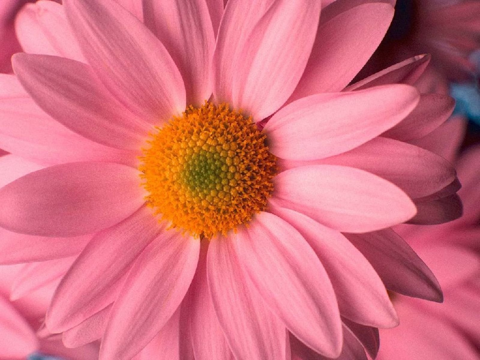 Download mobile wallpaper Flower, Earth, Daisy, Pink Flower for free.