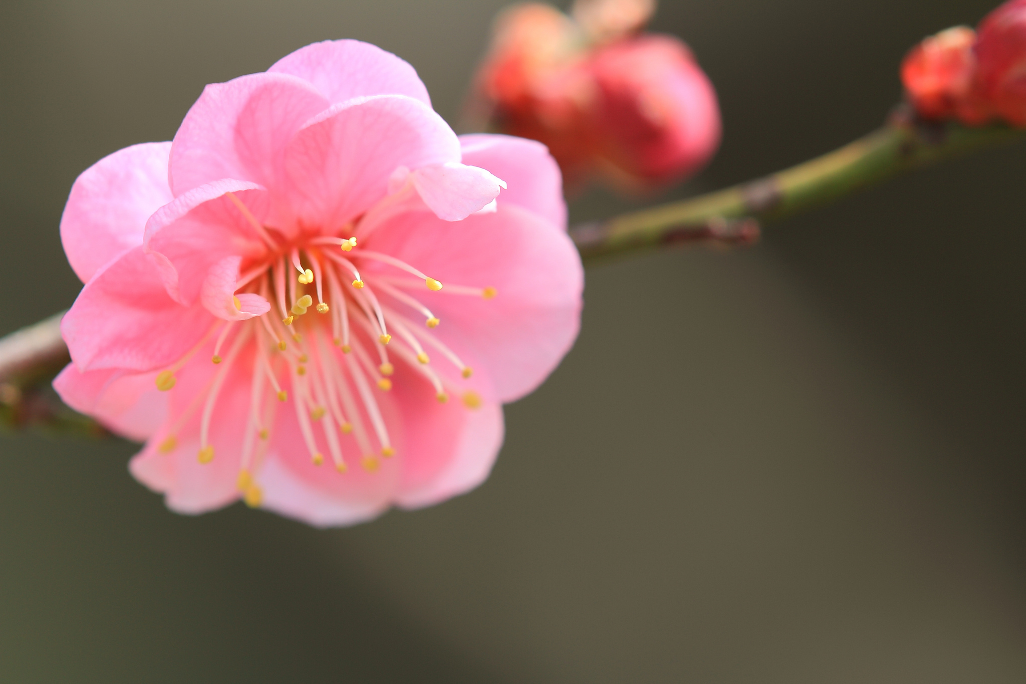 Descarga gratis la imagen Flor, Macro, Florecer, Rama, Primavera, Floración en el escritorio de tu PC