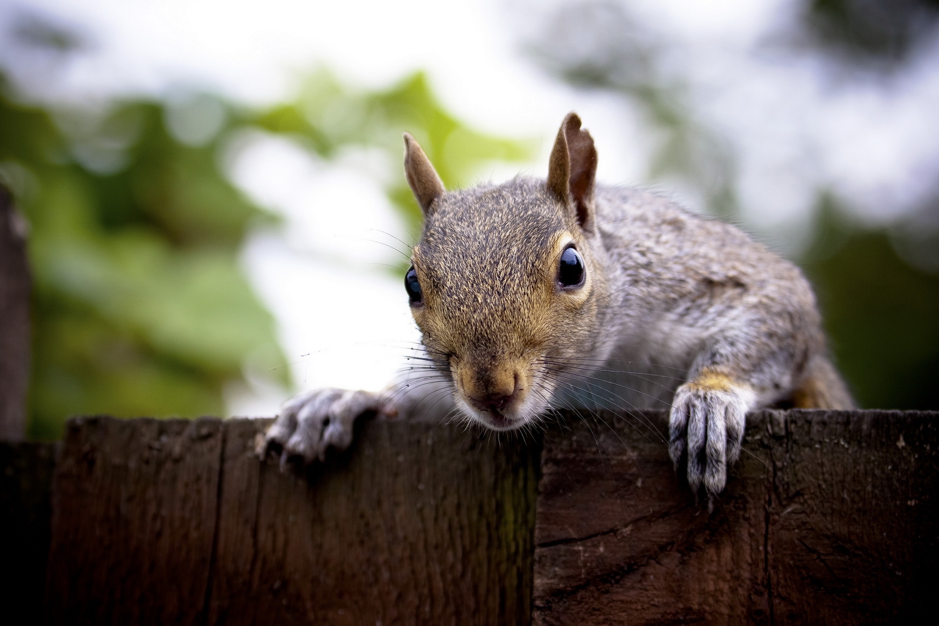 Free download wallpaper Animals, Muzzle, Look Out, Squirrel, Peek Out on your PC desktop