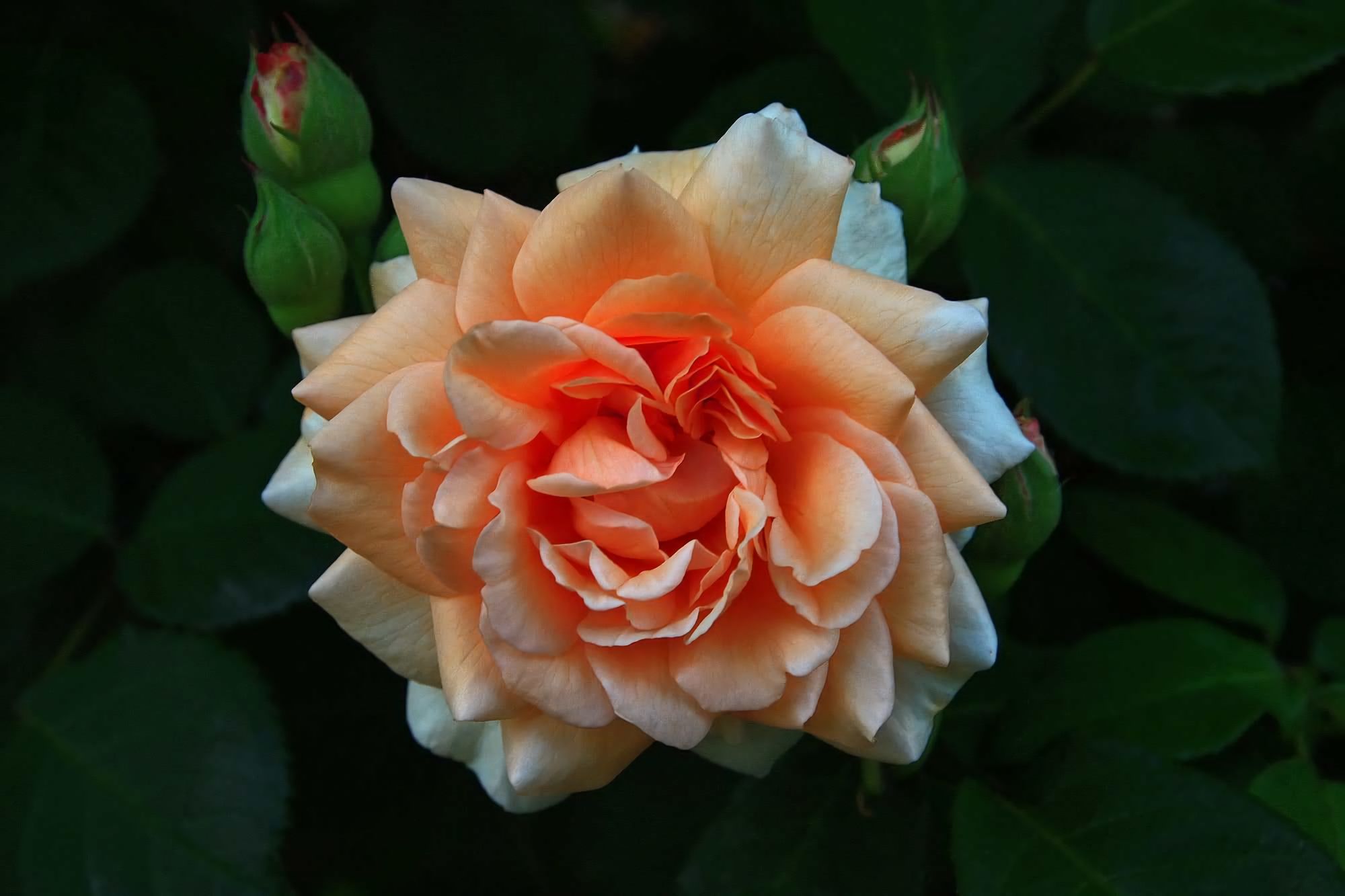 Завантажити шпалери безкоштовно Квітка, Роза, Земля, Квітка Персика, Флауерзи картинка на робочий стіл ПК