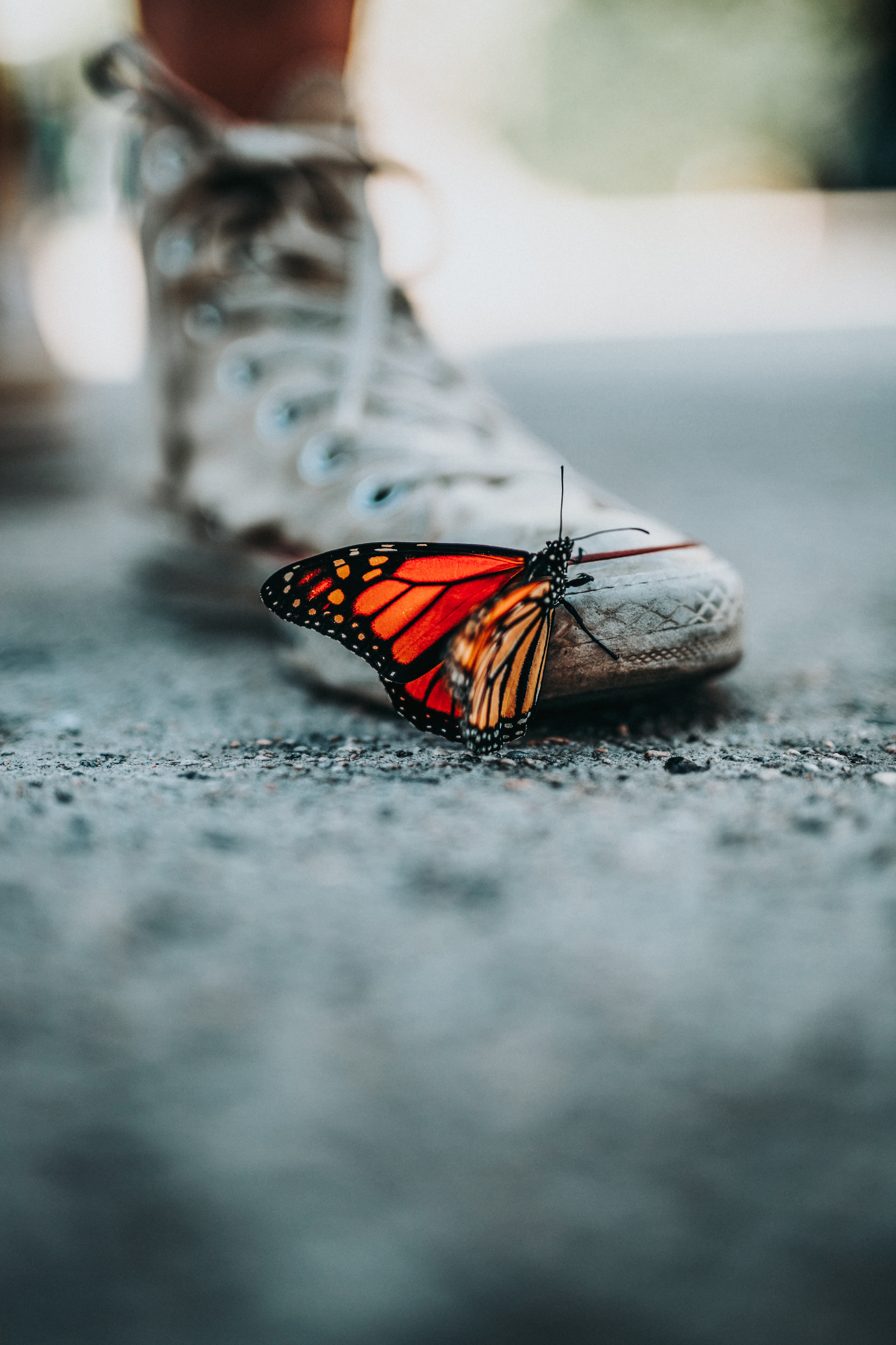 Free download wallpaper Macro, Sneakers, Blur, Smooth, Shoes, Butterfly on your PC desktop