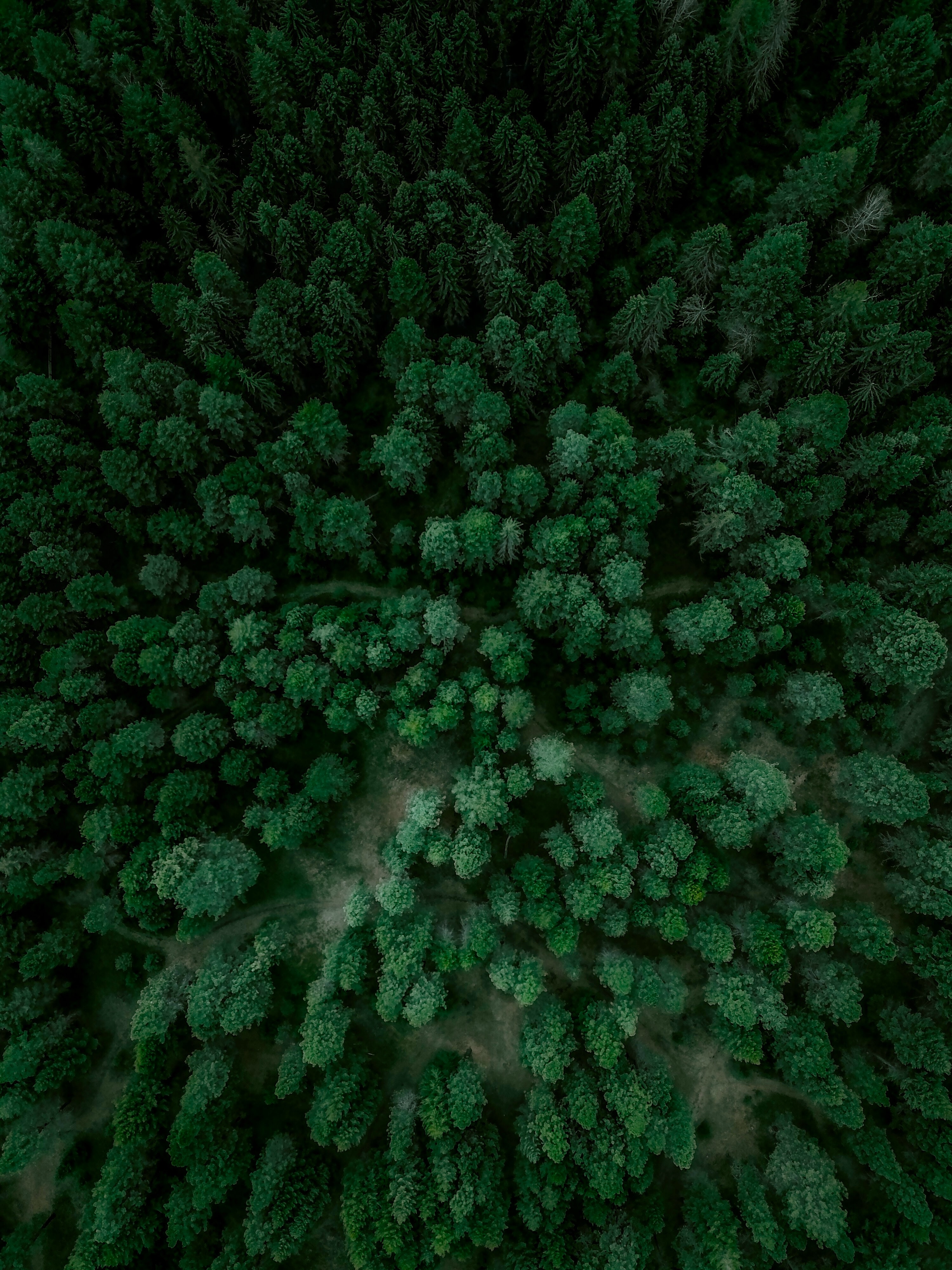 forest, nature, trees, view from above, spruce, fir for android