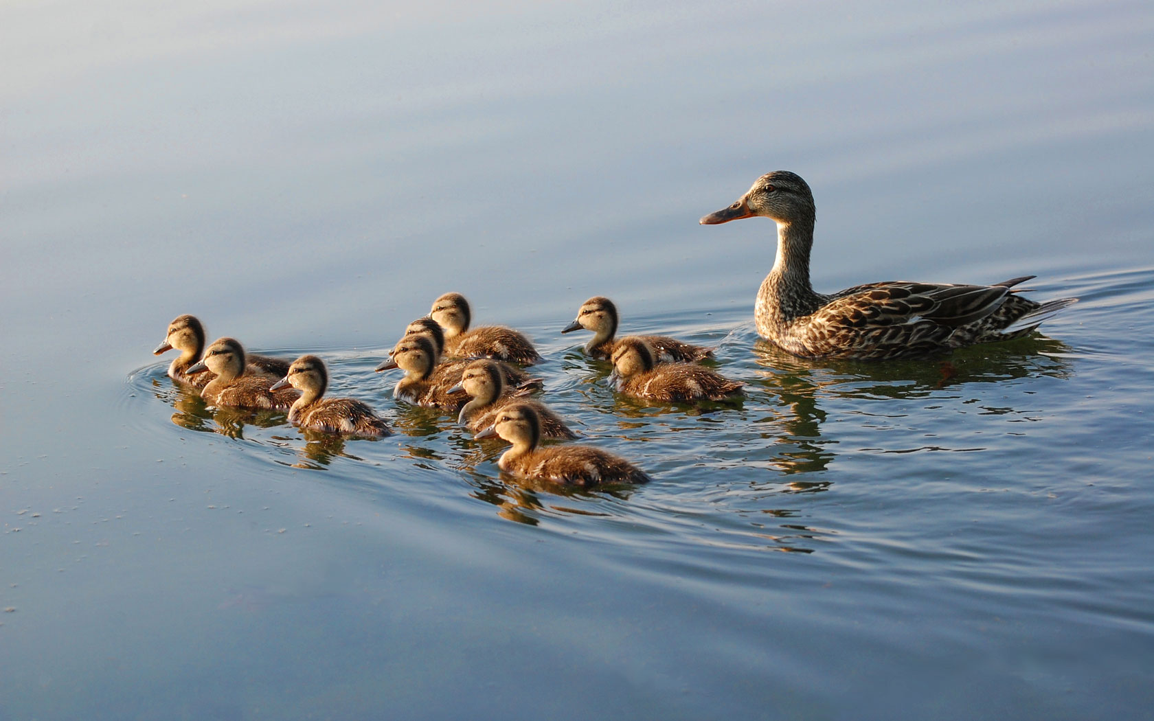 Free download wallpaper Birds, Bird, Animal, Duck on your PC desktop