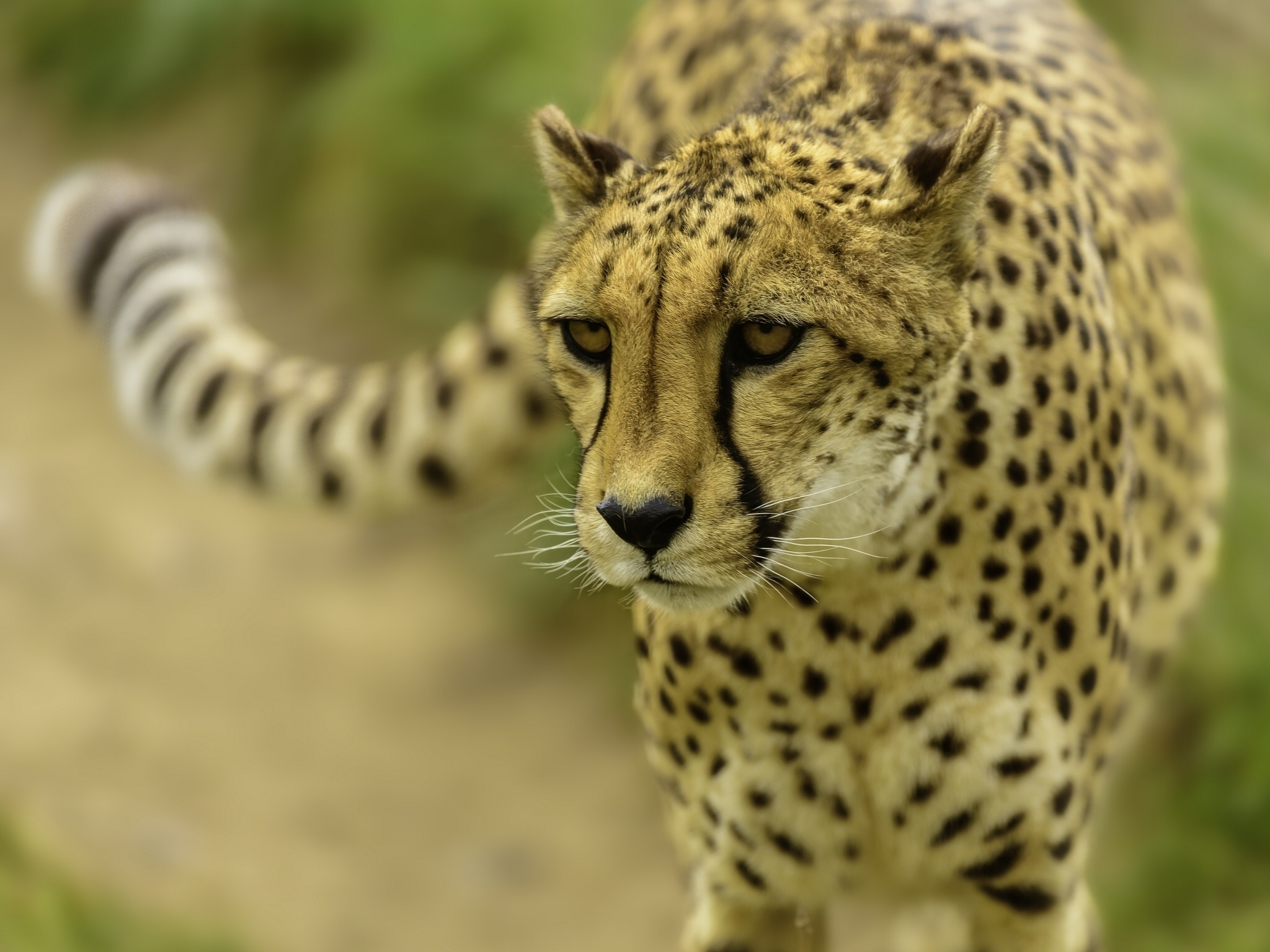 Download mobile wallpaper Cheetah, Blur, Smooth, Muzzle, Animals for free.
