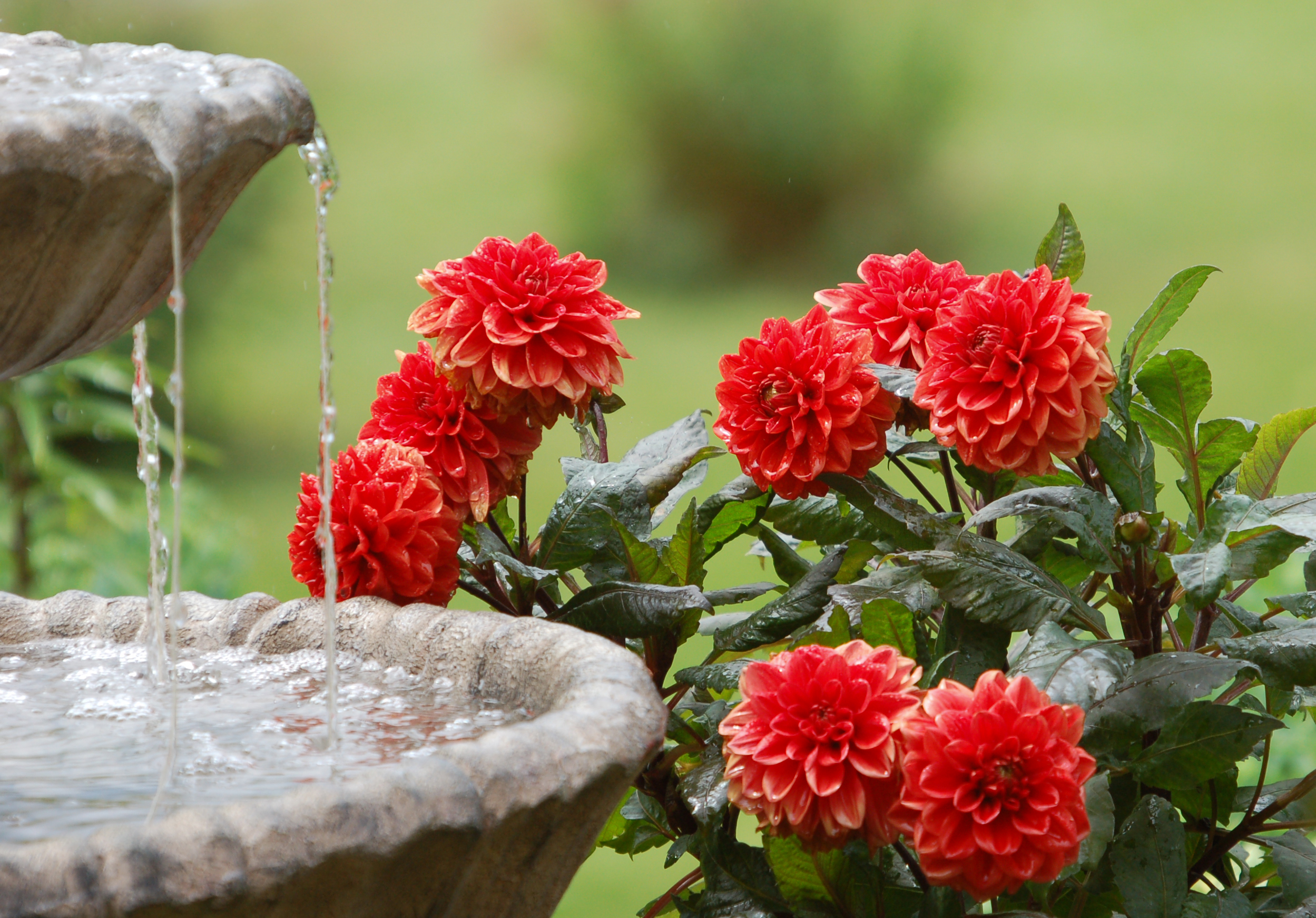 Laden Sie das Brunnen, Blume, Dahlien, Rote Blume, Menschengemacht-Bild kostenlos auf Ihren PC-Desktop herunter