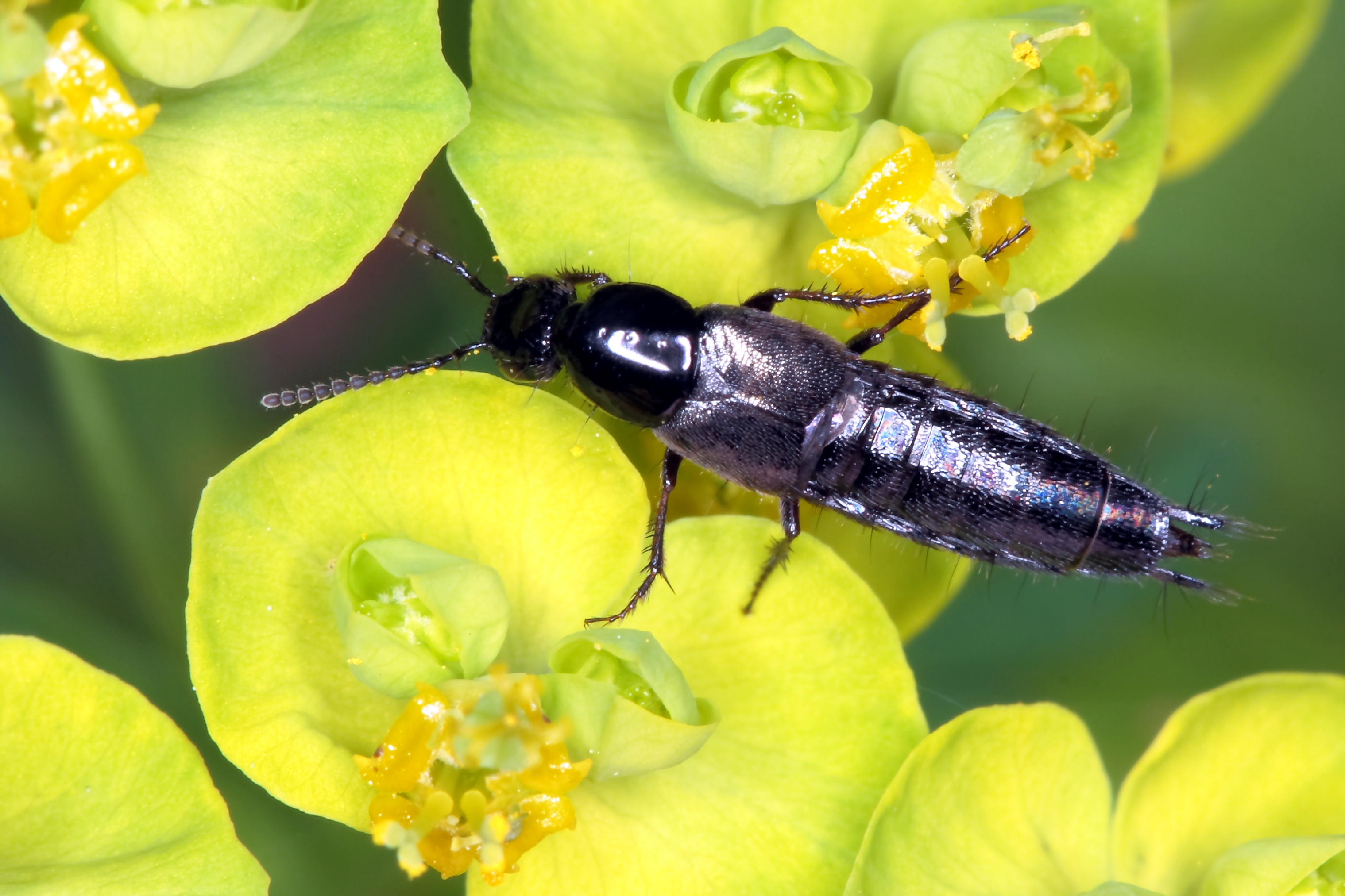 Laden Sie das Tiere, Insekt-Bild kostenlos auf Ihren PC-Desktop herunter