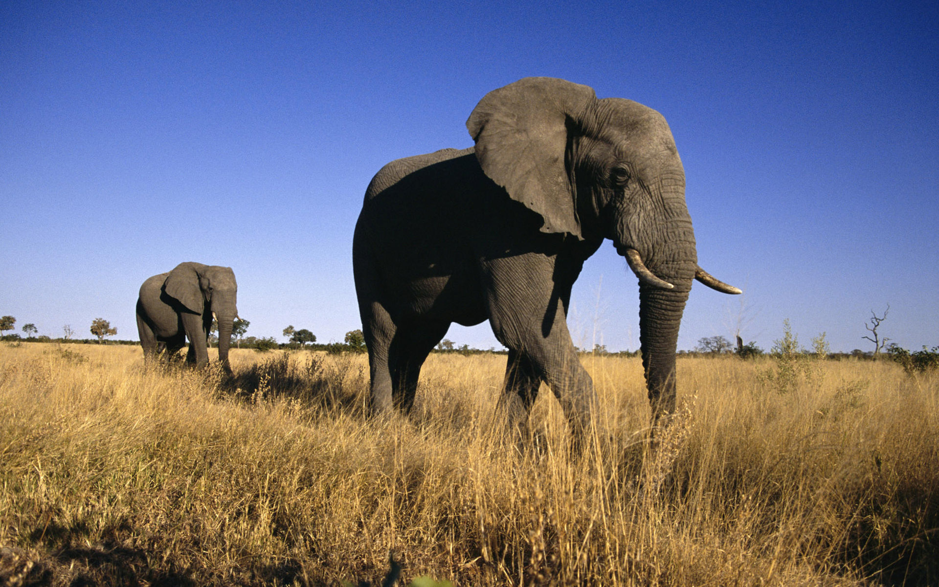 Download mobile wallpaper African Bush Elephant, Elephants, Animal for free.